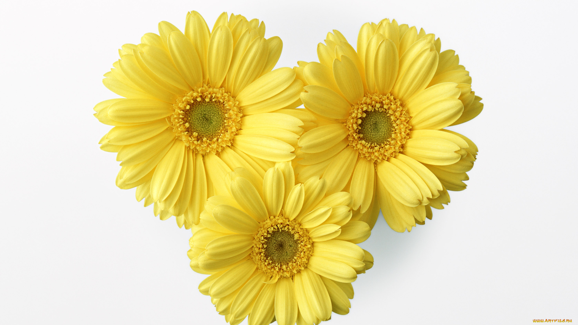 цветы, герберы, лепестки, жёлтые, белый