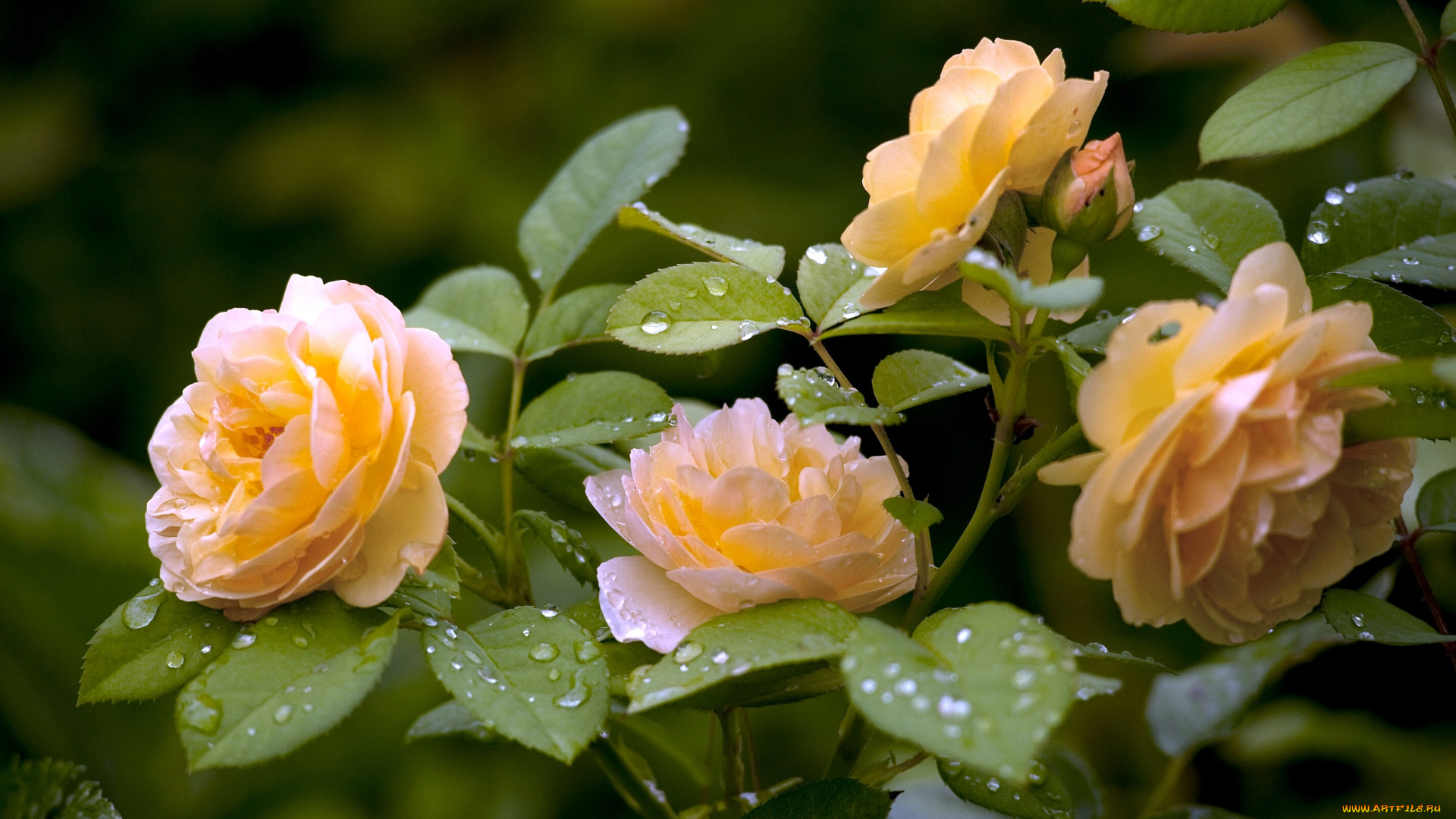 цветы, розы, желтый, куст