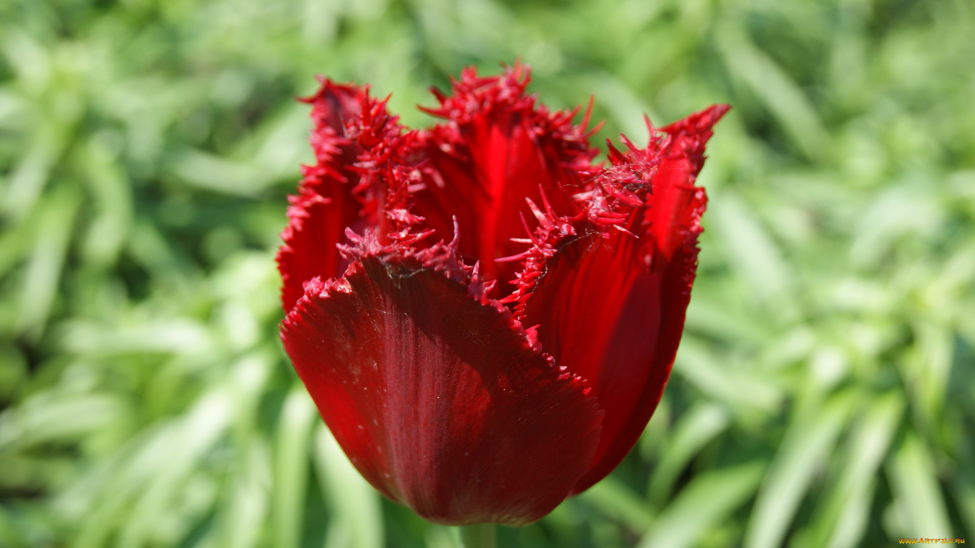 цветы, тюльпаны, зелень