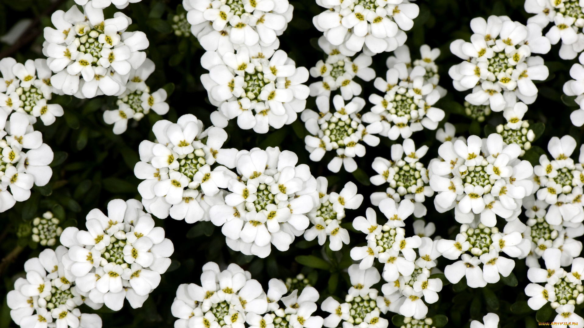 иберийка, цветы, белый, много