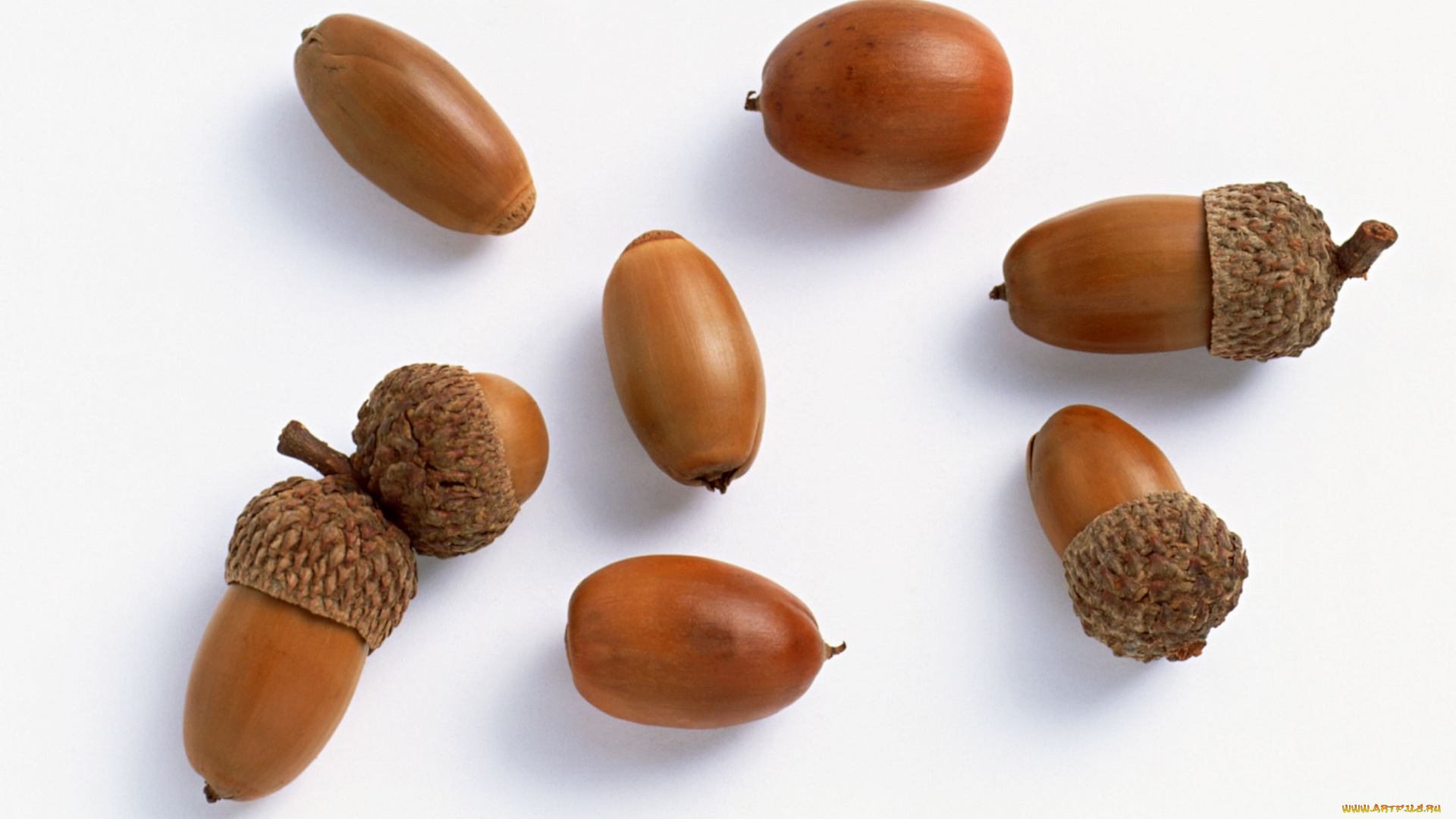 природа, шишки, жёлуди, каштаны, белый, коричневый