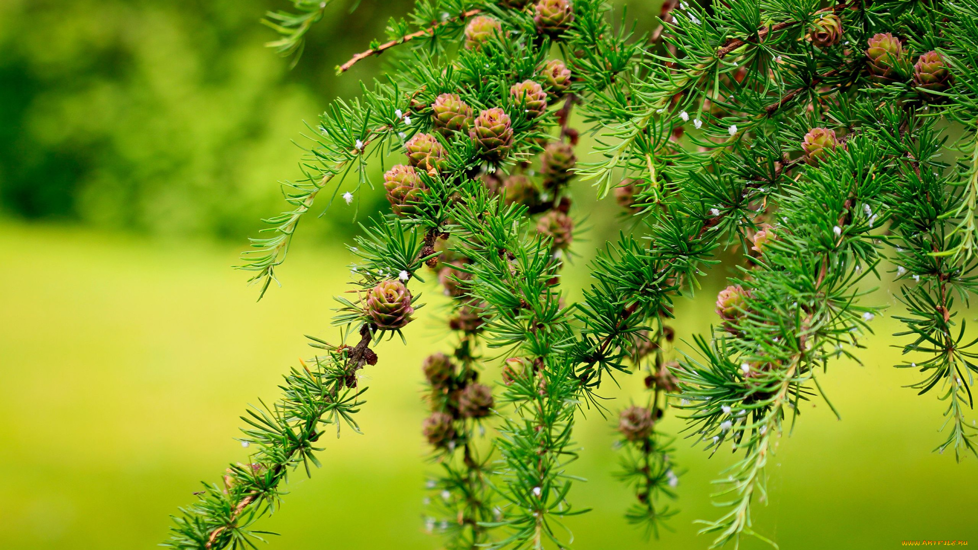 природа, шишки, жёлуди, каштаны, лиственница, макро