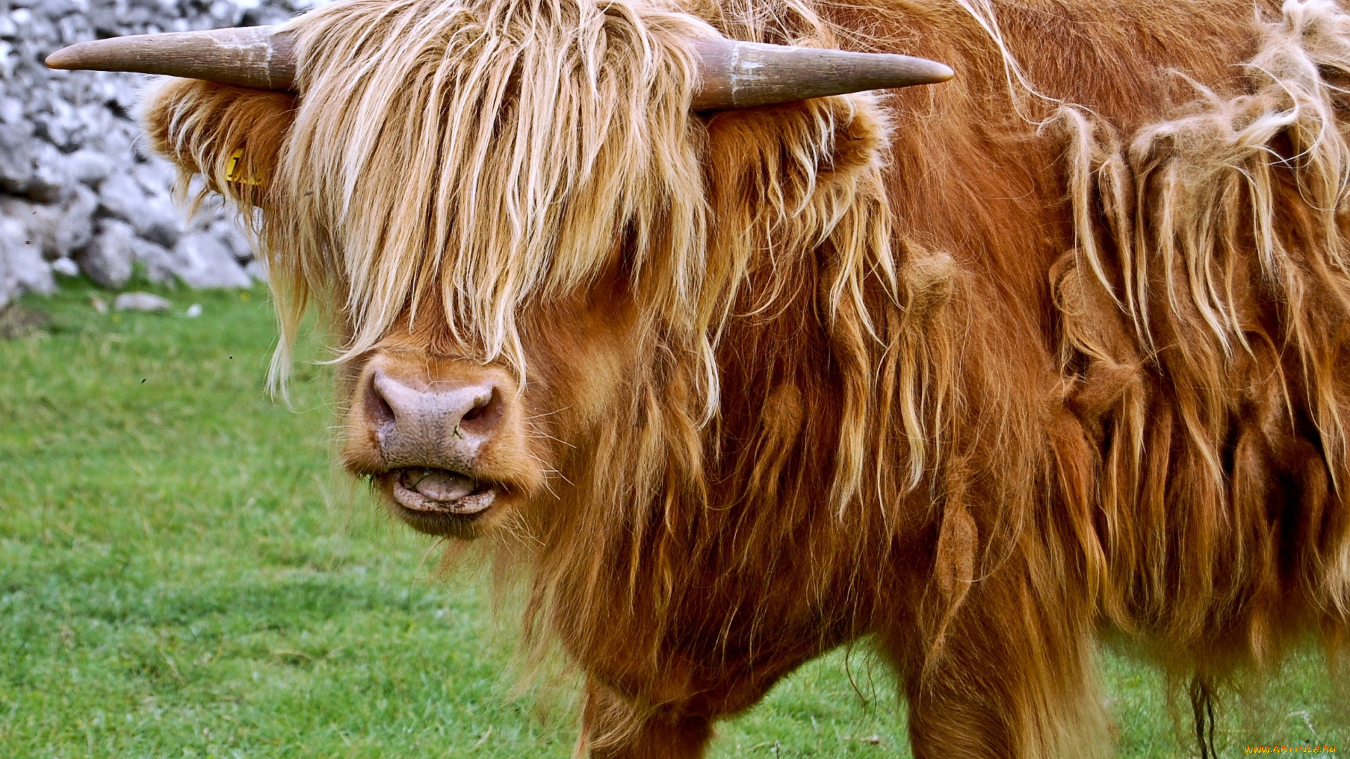 животные, коровы, буйволы, рога, шерсть, челка