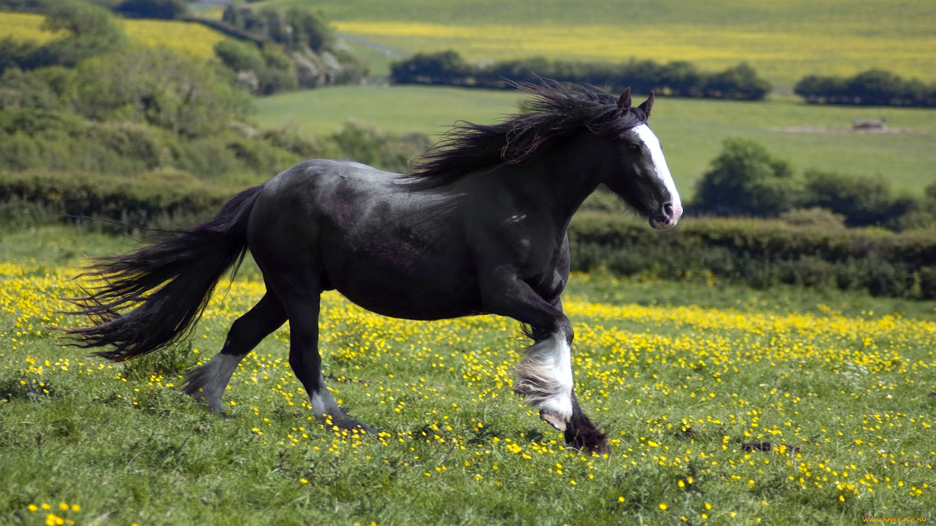 животные, лошади, черный, луг, бег, грива