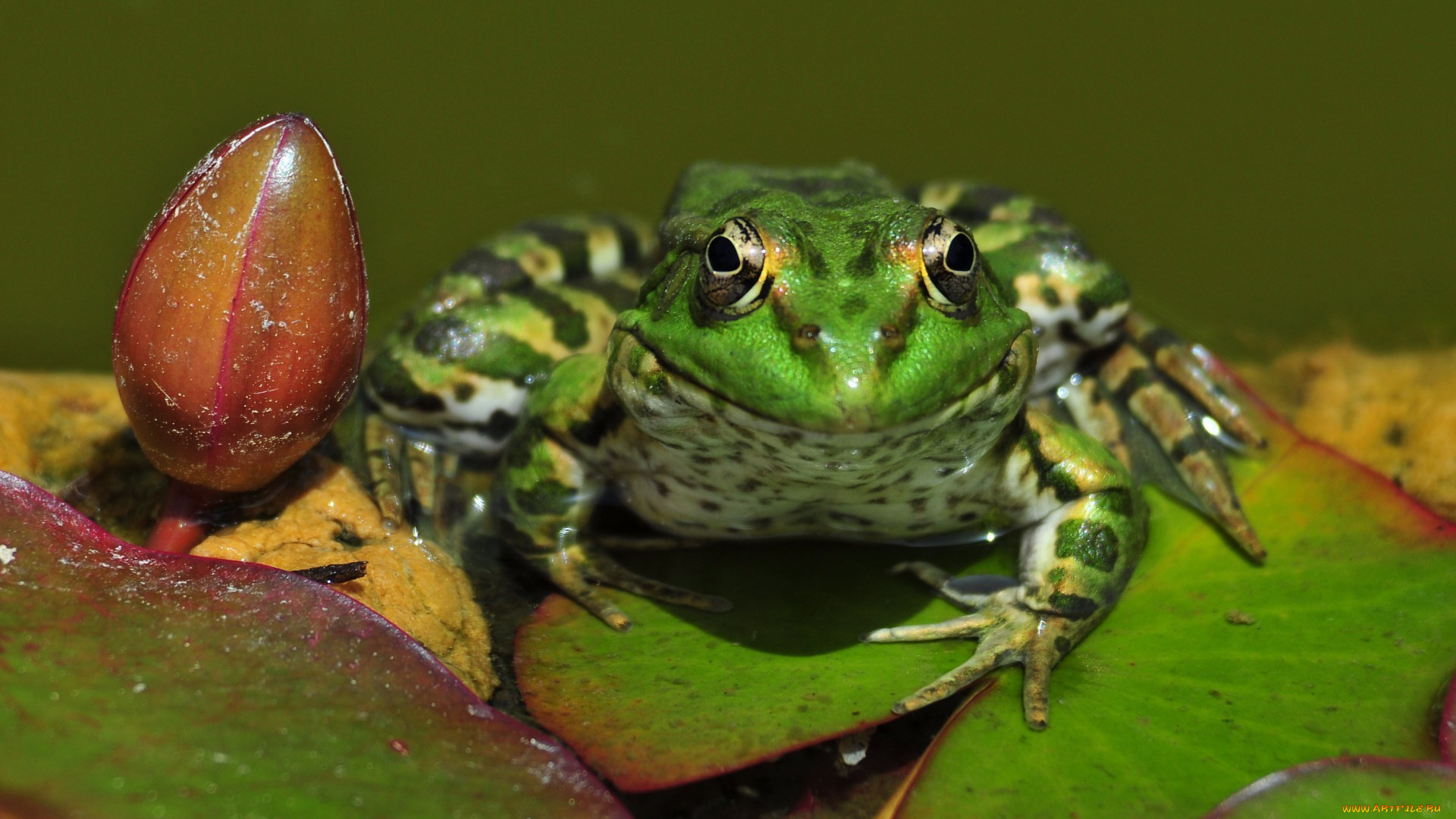 животные, лягушки, листья, кувшинка