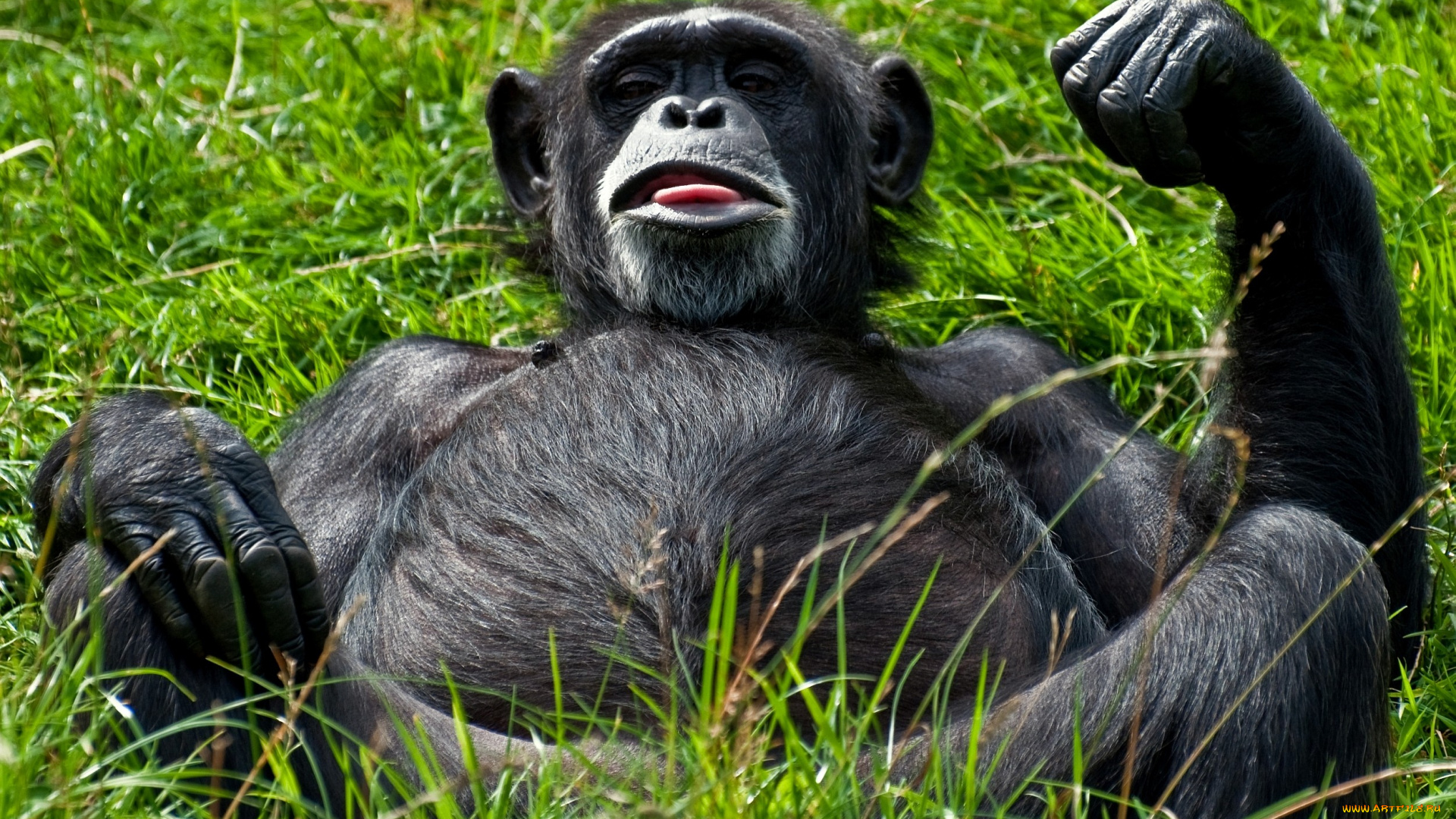 животные, обезьяны, живот, шимпанзе, гримаса, трава