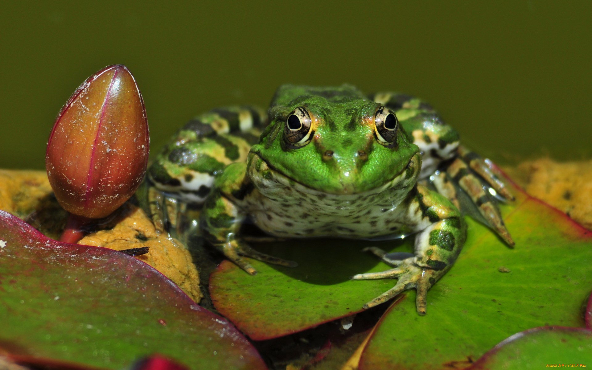 животные, лягушки, листья, кувшинка