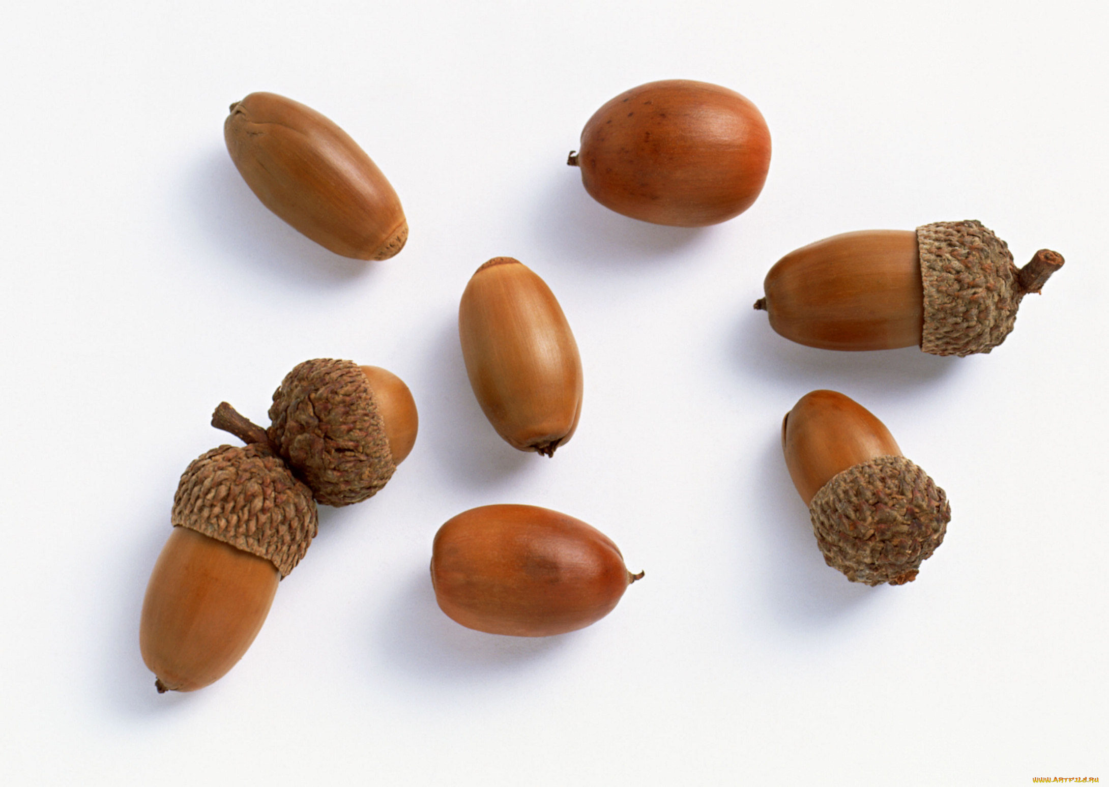 природа, шишки, жёлуди, каштаны, белый, коричневый