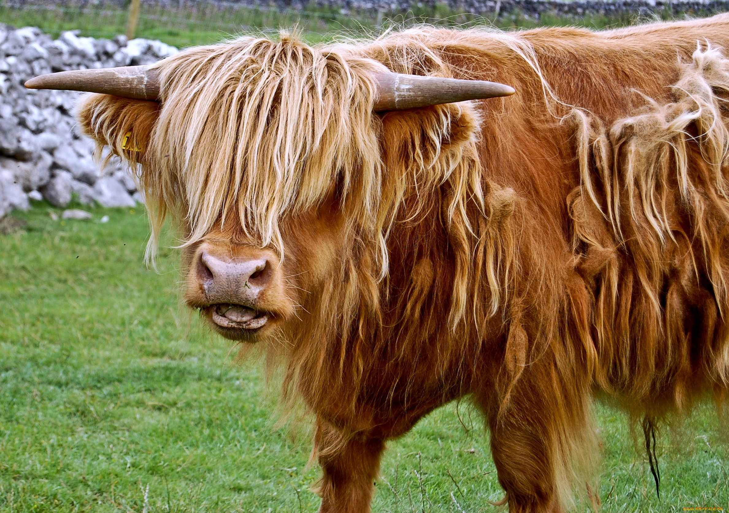 животные, коровы, буйволы, рога, шерсть, челка