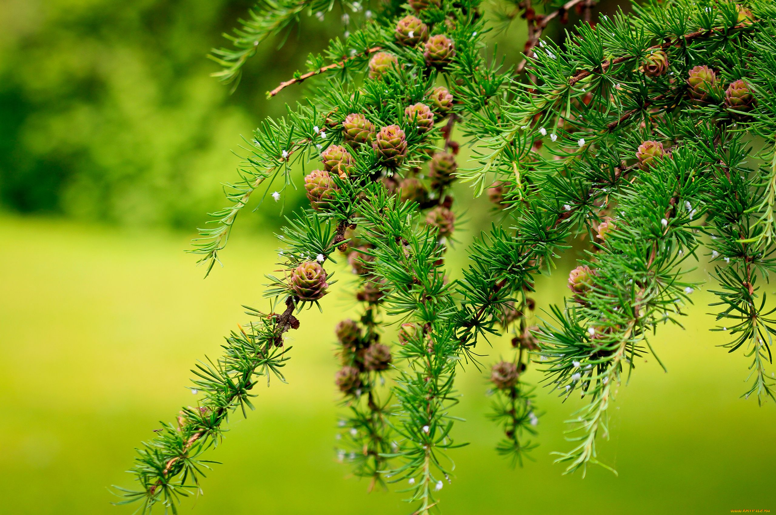 природа, шишки, жёлуди, каштаны, лиственница, макро