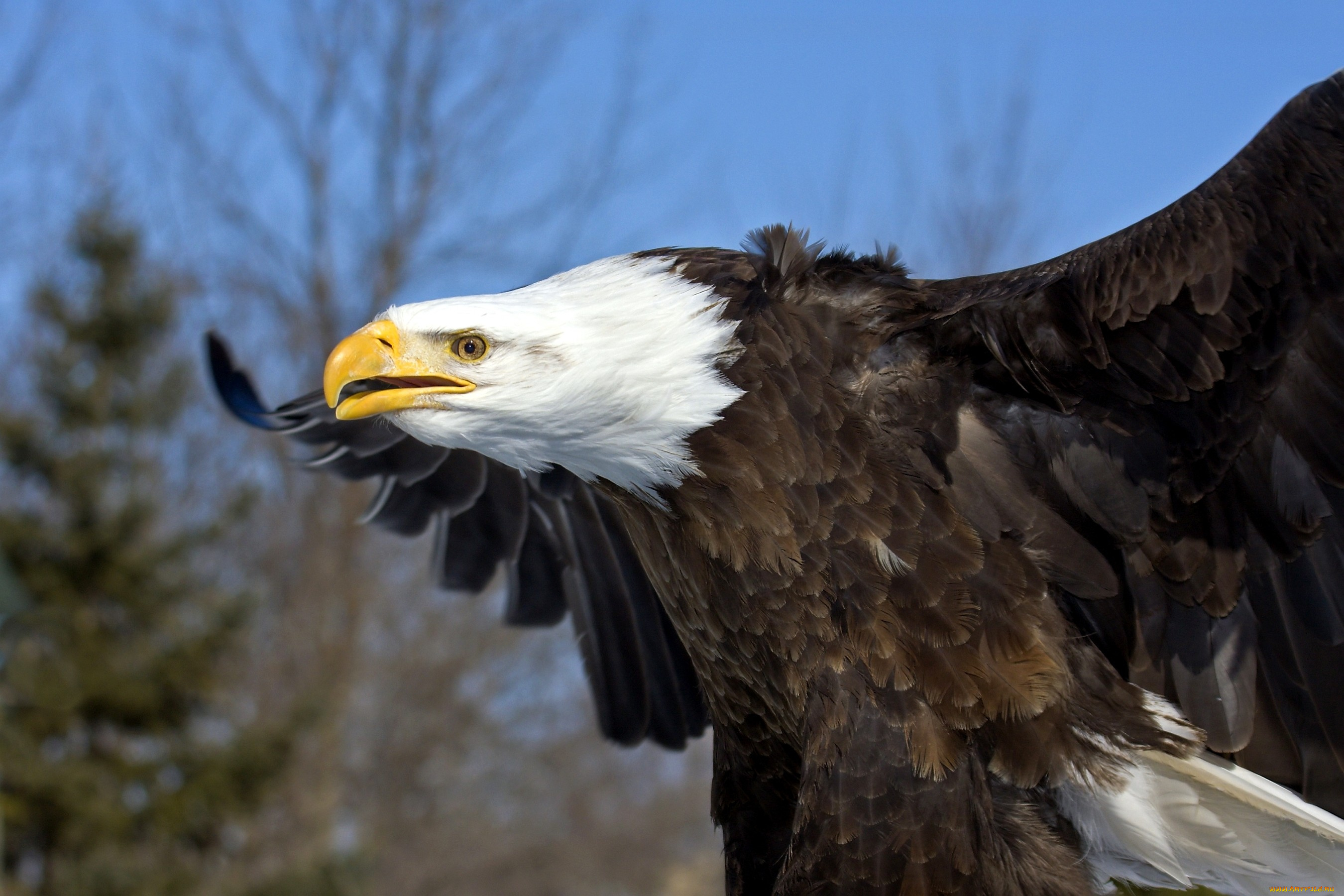 белоголовый, орлан, животные, птицы, хищники, крылья, клюв