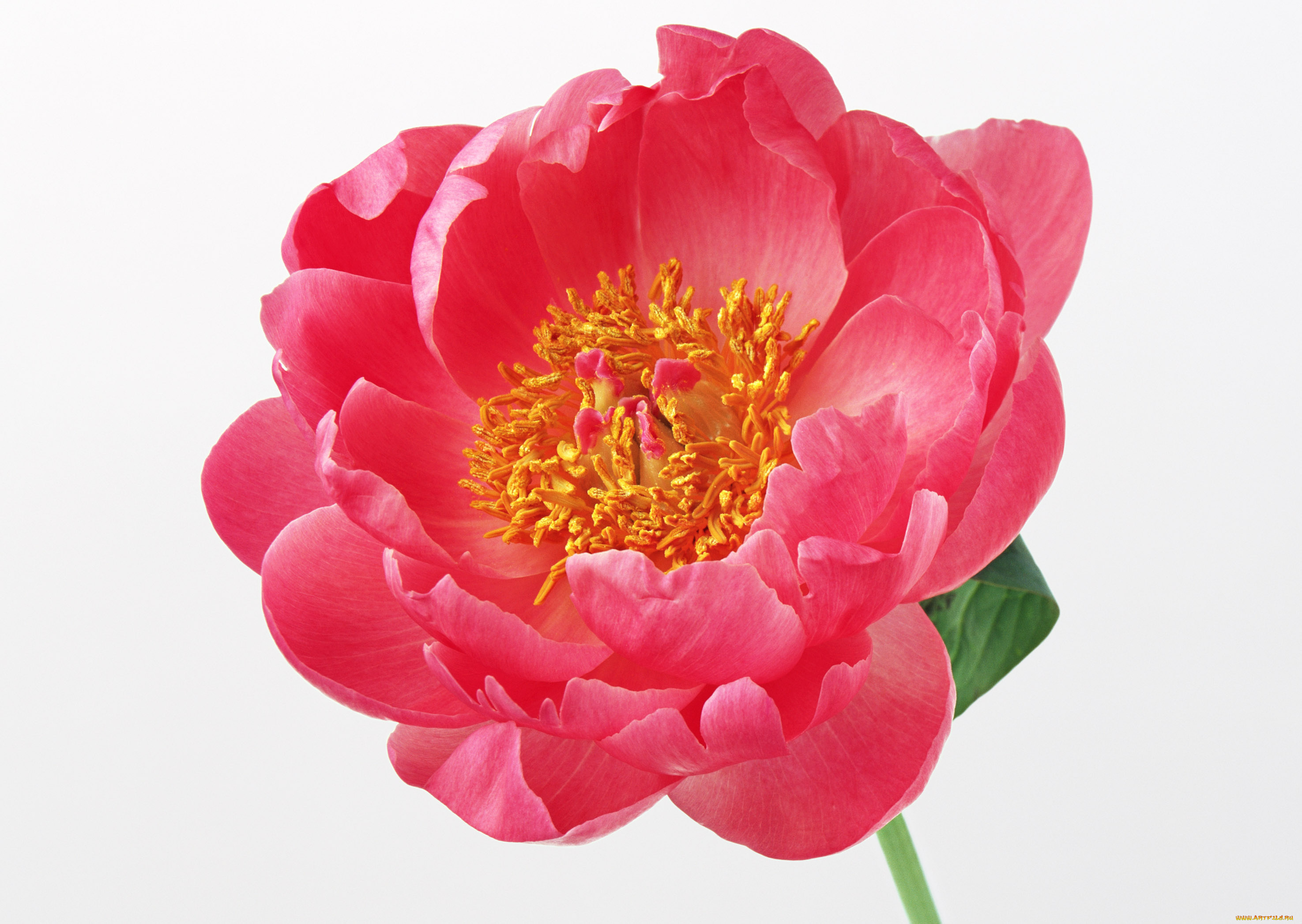 цветы, пионы, белый, красный