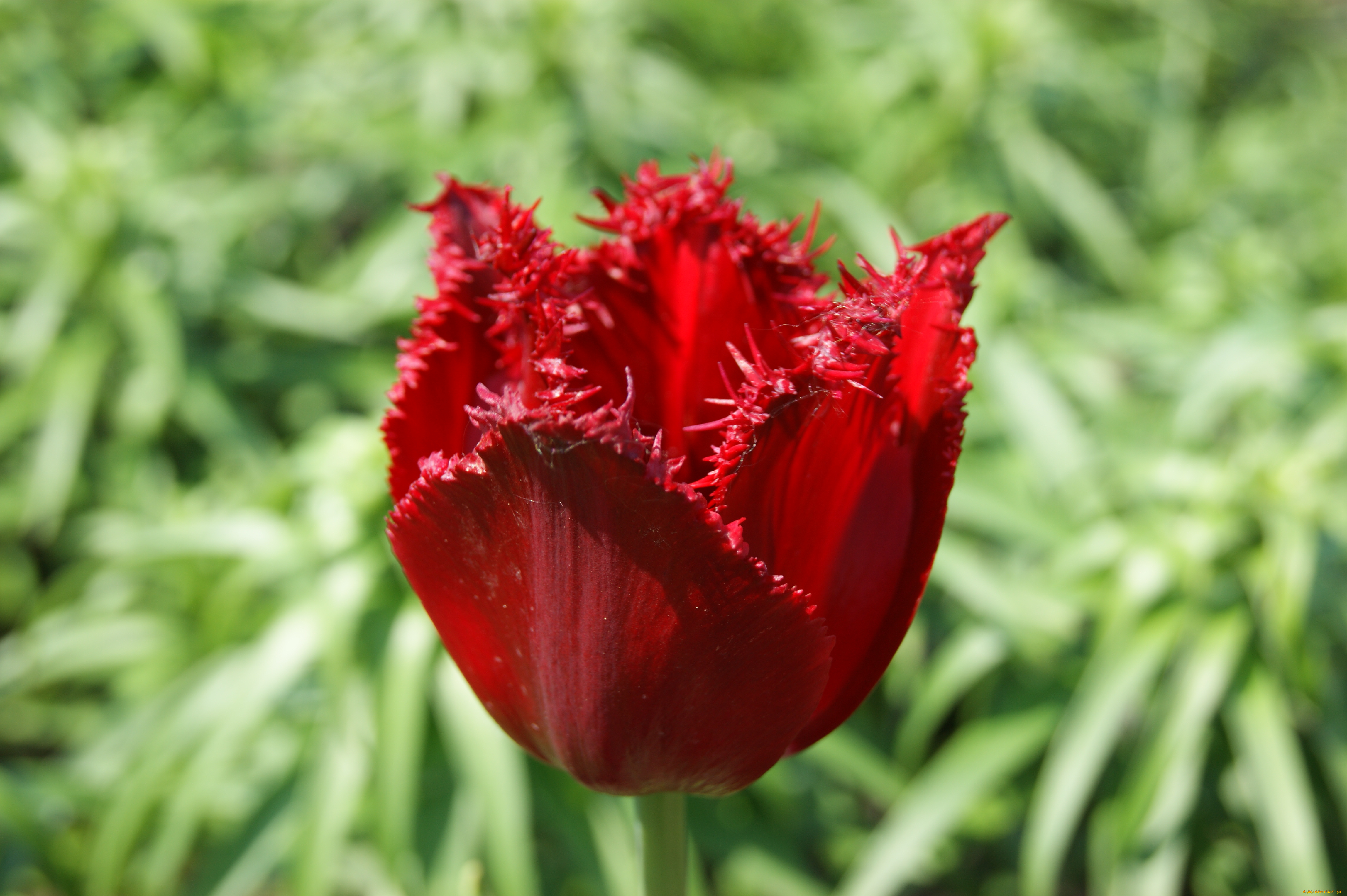 цветы, тюльпаны, зелень