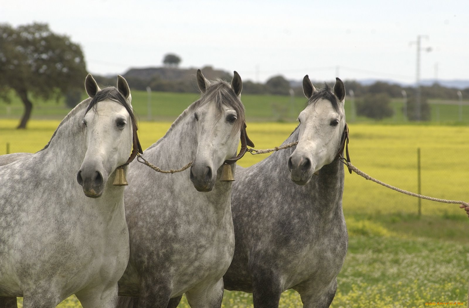 животные, лошади