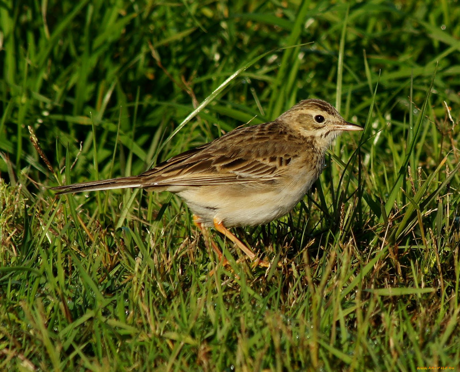 животные, воробьи, воробей
