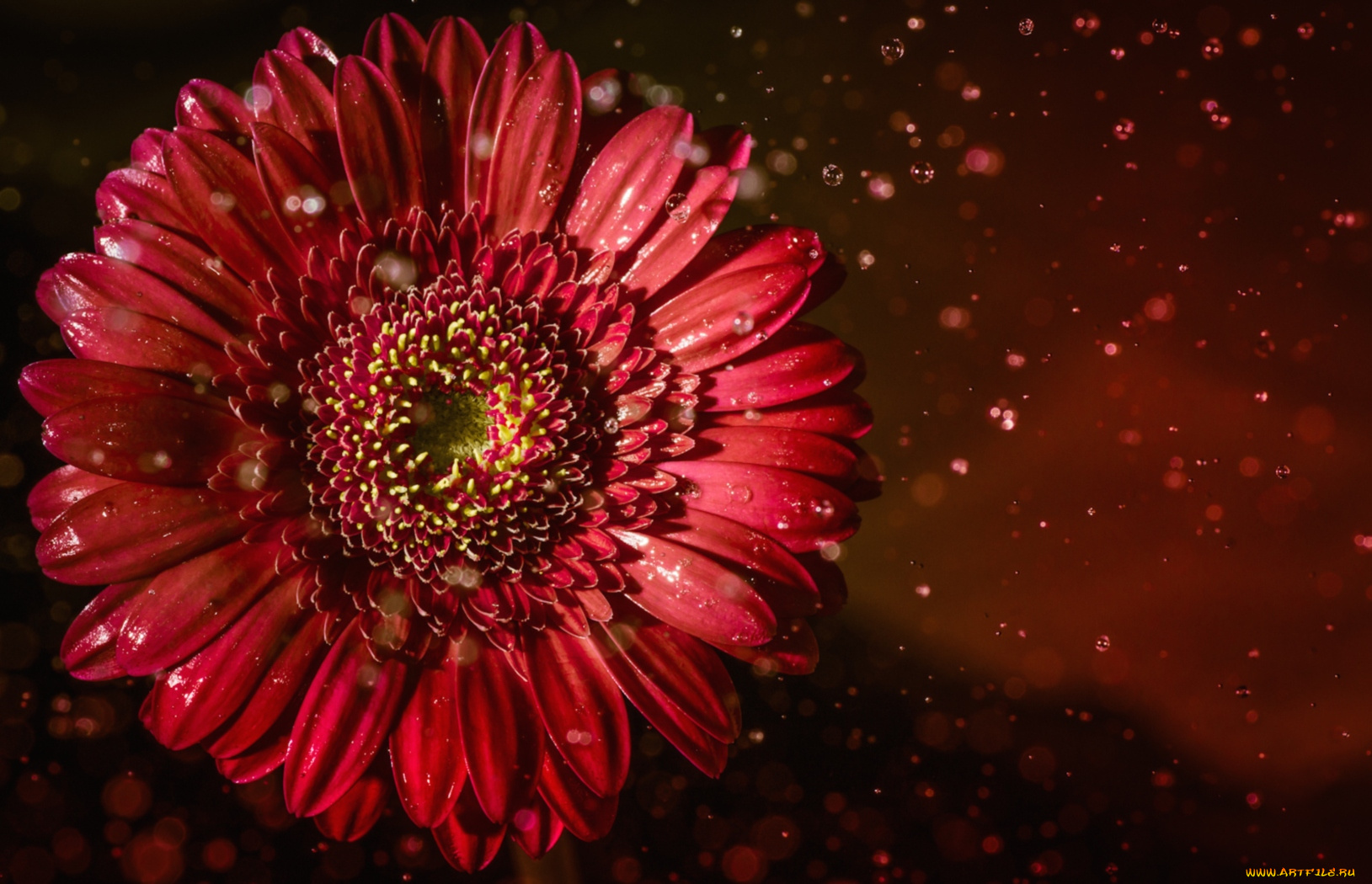 цветы, герберы, красный, капли, макро