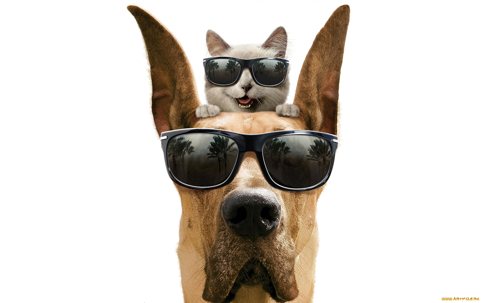 кино, фильмы, marmaduke, кот, собака, дог, улыбка, белый, фон, очки