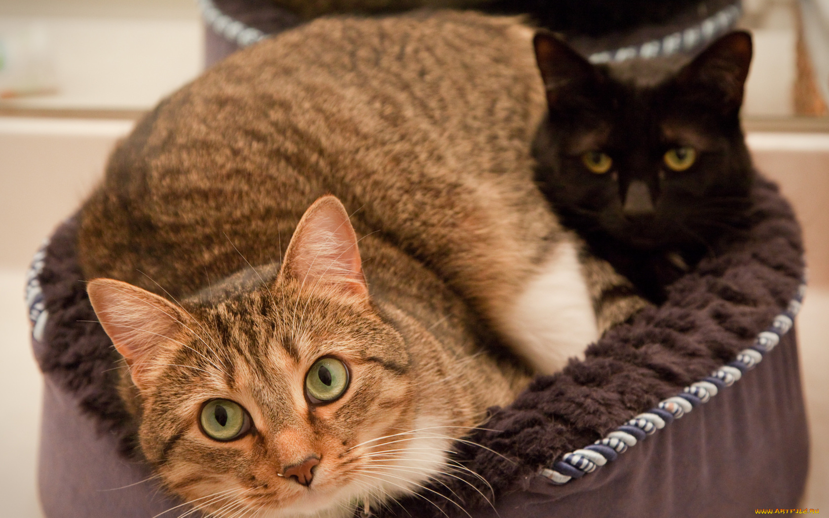 животные, коты, черная, рыжая, смотрят, лукошко, кошки