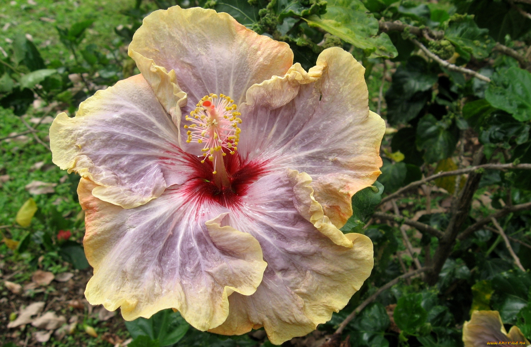 цветы, гибискусы, экзотика, лепестки