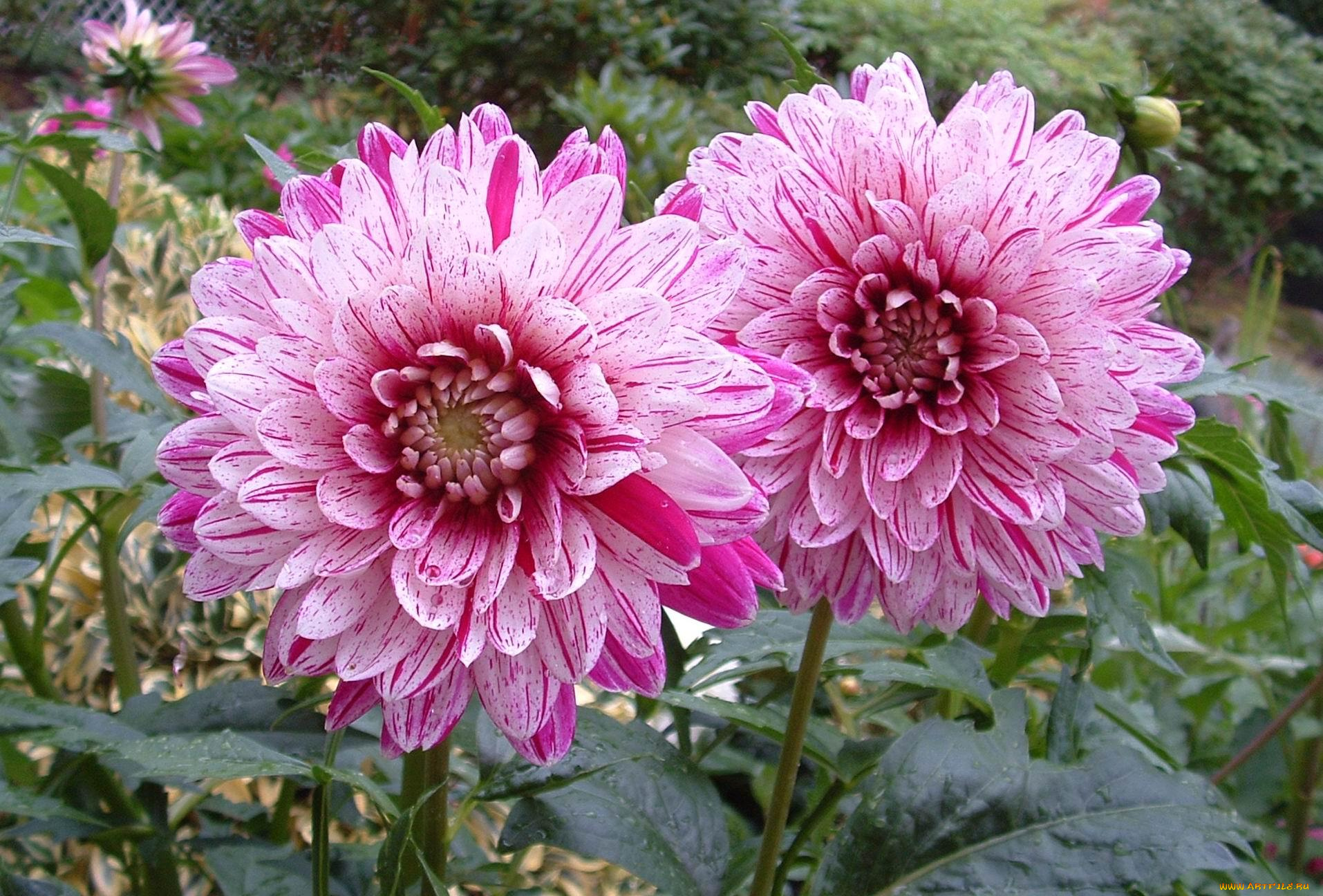 цветы, георгины