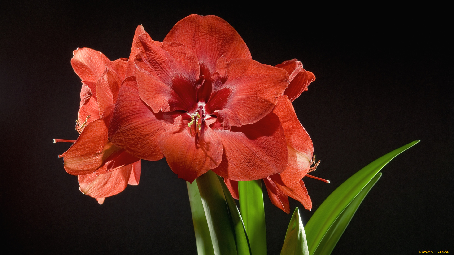 цветы, амариллисы, гиппеаструмы, красный, стебли
