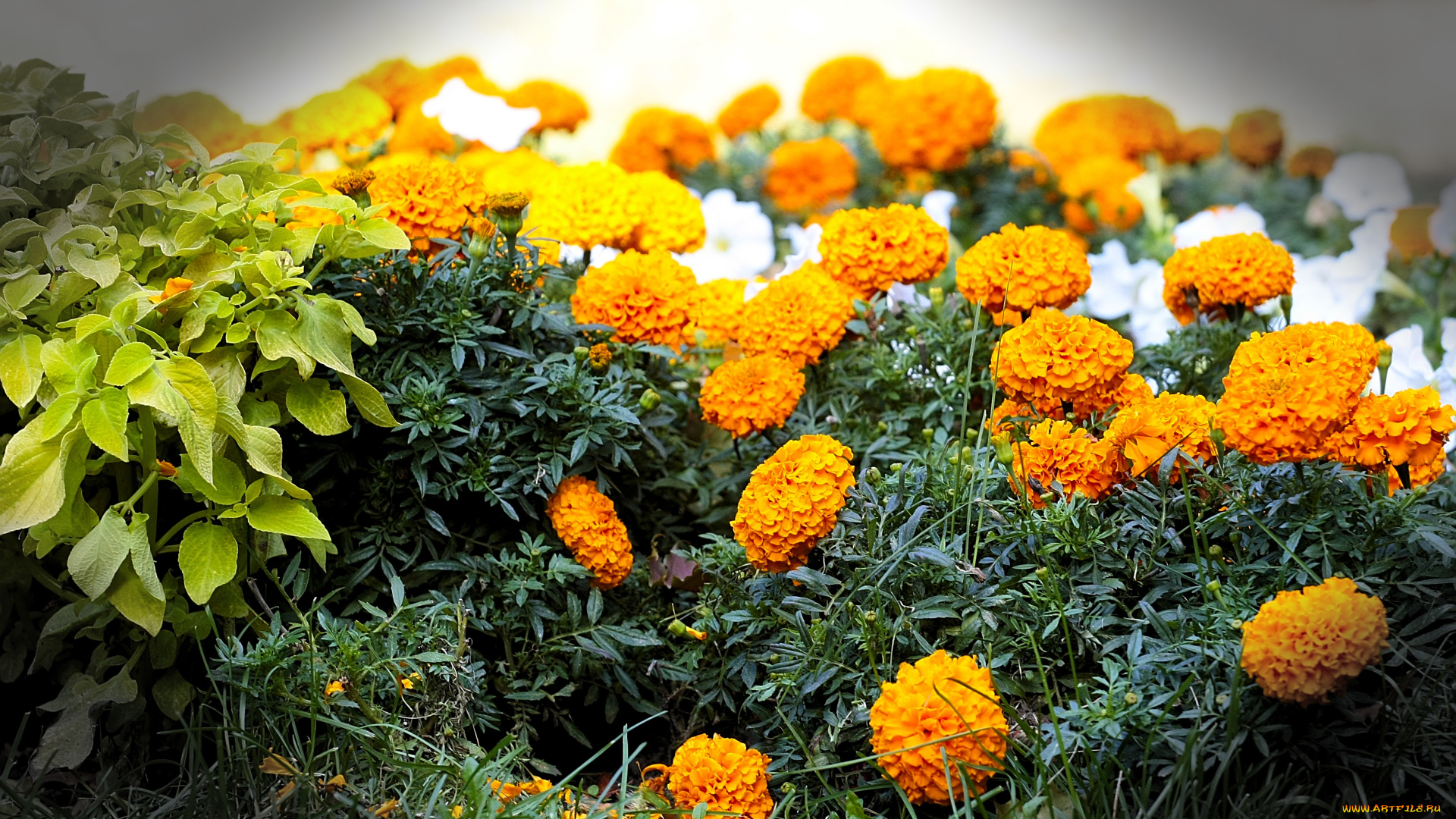 цветы, бархатцы, макро, клумба