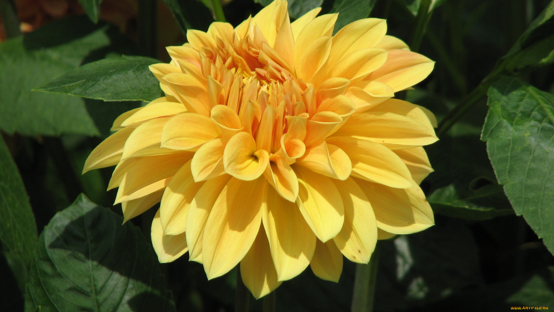 цветы, георгины