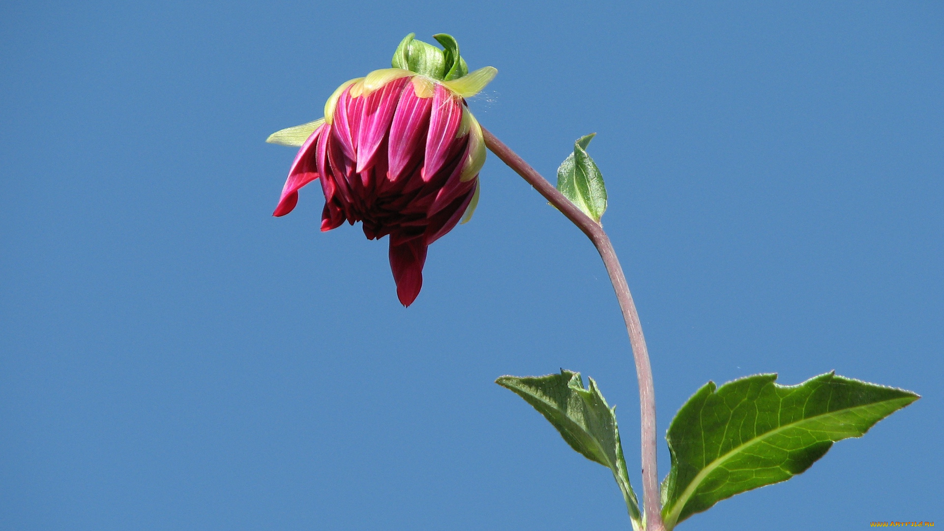 цветы, георгины, бутон