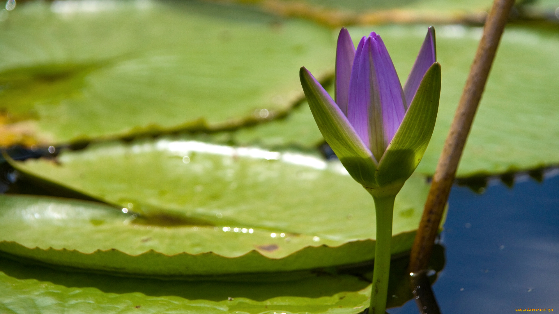 цветы, лилии, водяные, нимфеи, кувшинки, фиолетовый, вода, листья, бутон