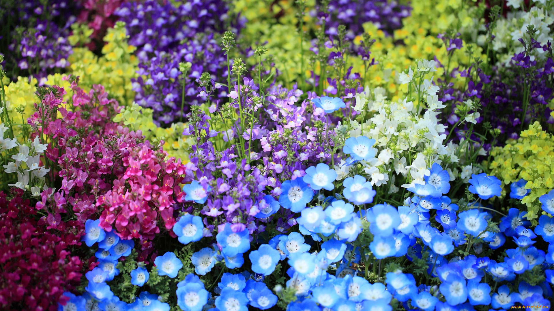 цветы, разные, вместе, львиный, зев, разноцветный, немофилы