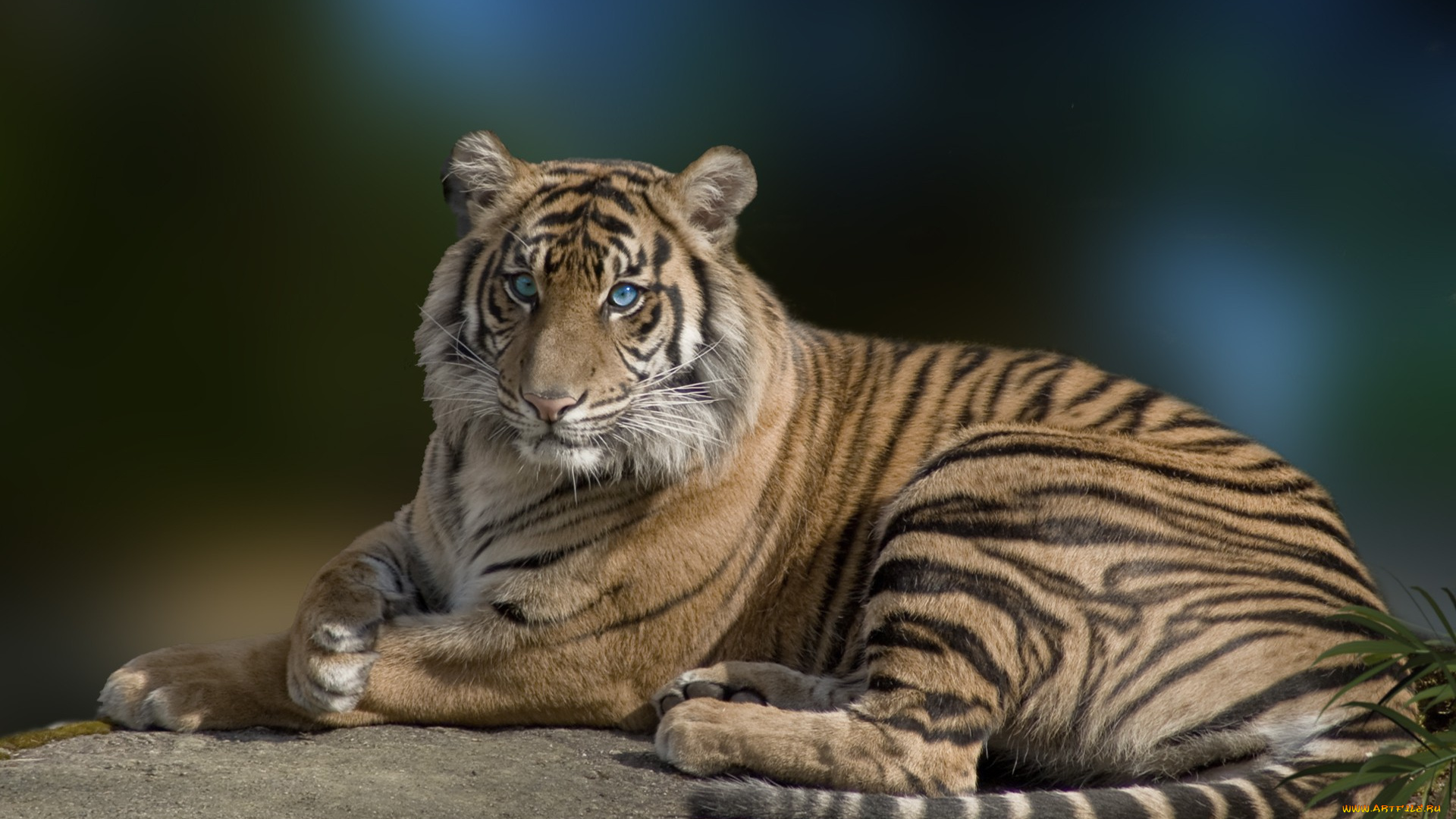 красавец, животные, тигры, тигр, хищние