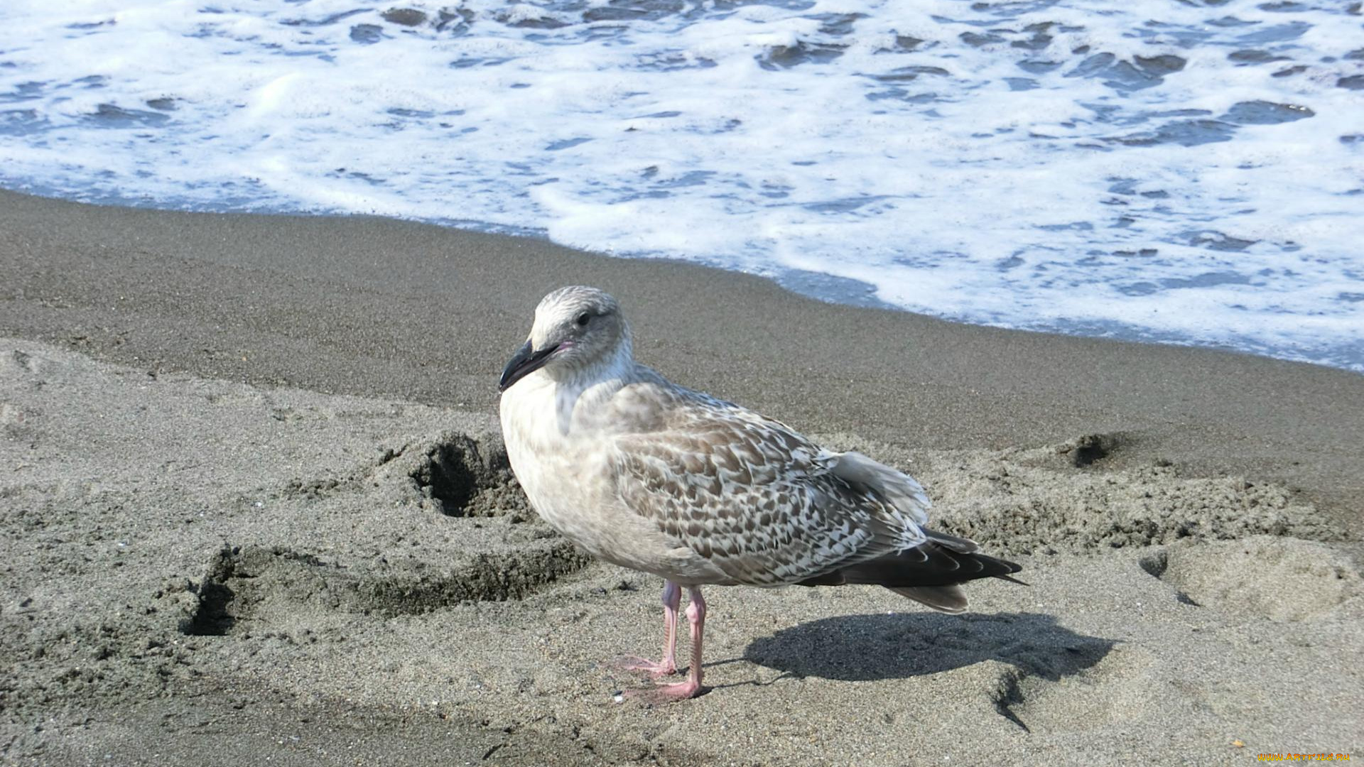 животные, Чайки, бакланы, крачки, песо, море, пена, чайка