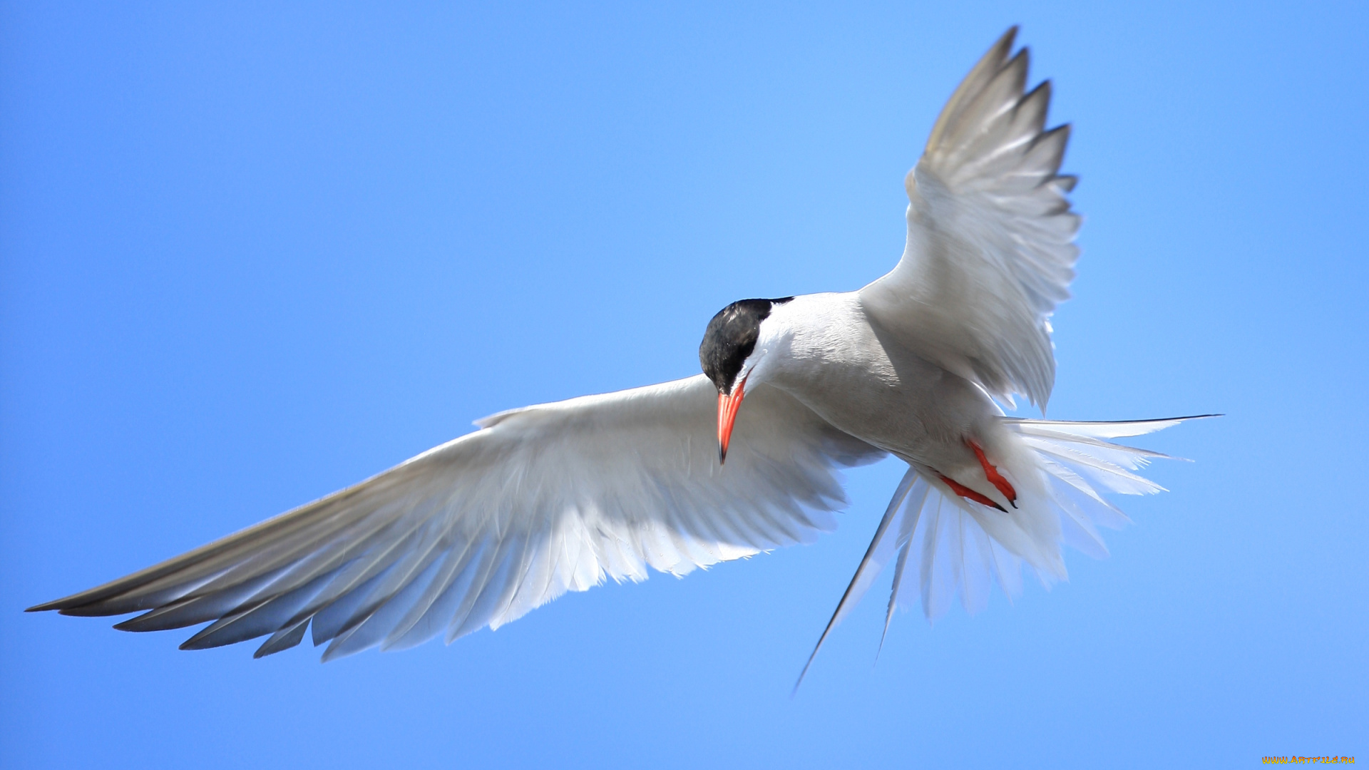 животные, Чайки, бакланы, крачки, полет, крылья, крачка