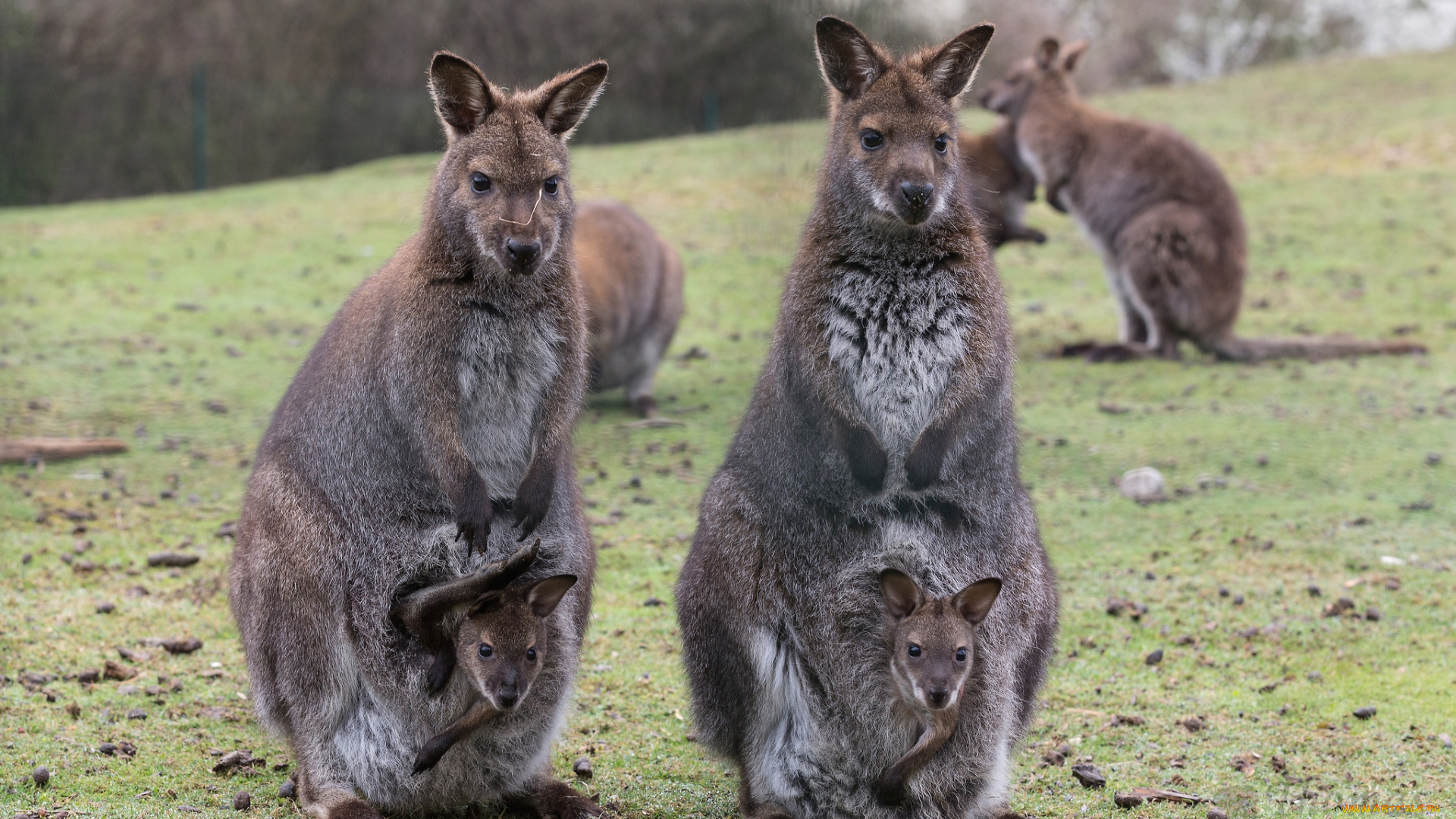животные, кенгуру, сумки, детеныши, мамы
