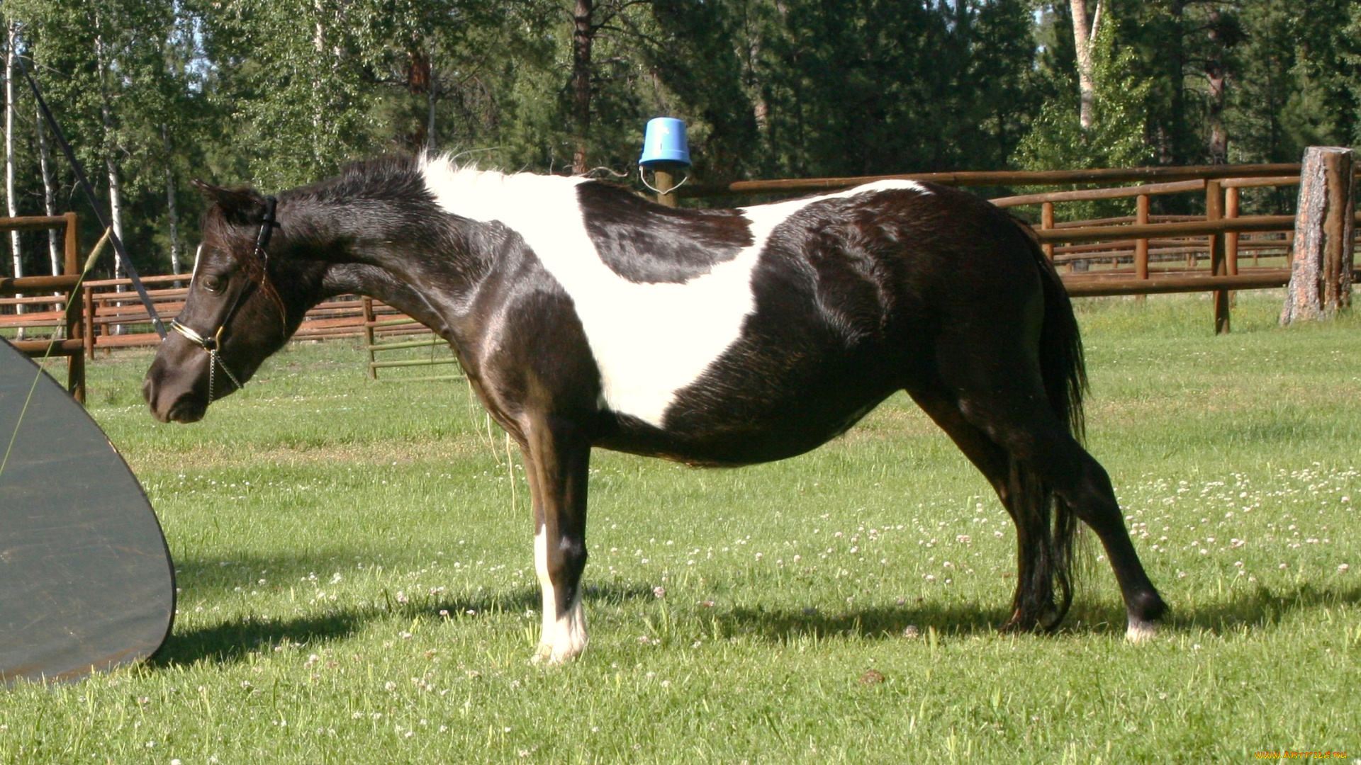 животные, лошади, лошадь