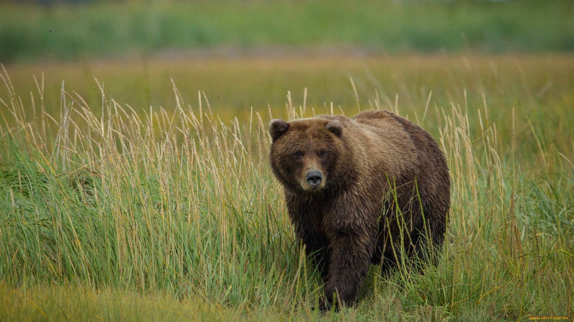 животные, медведи, трава, бурый, хищник