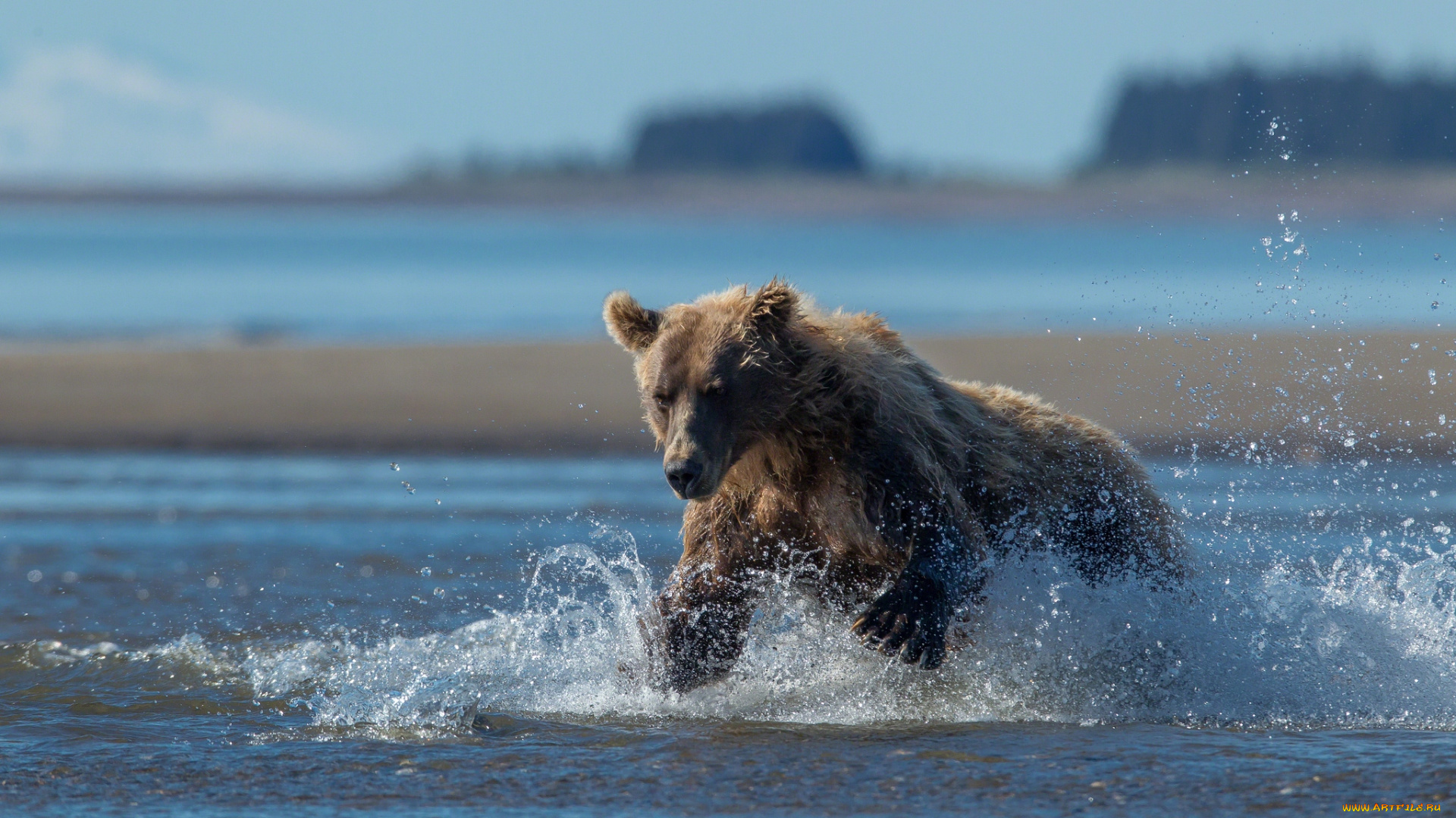 животные, медведи, врда, брызги, охота