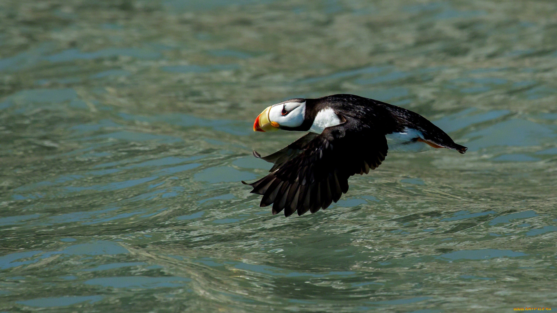 животные, тупики, полет, вода, тупик