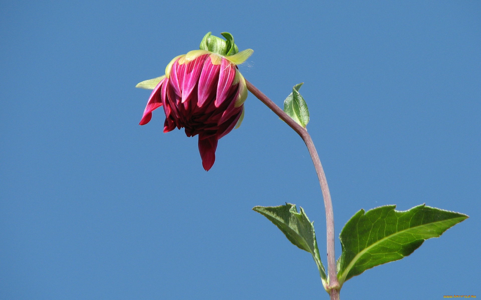 цветы, георгины, бутон