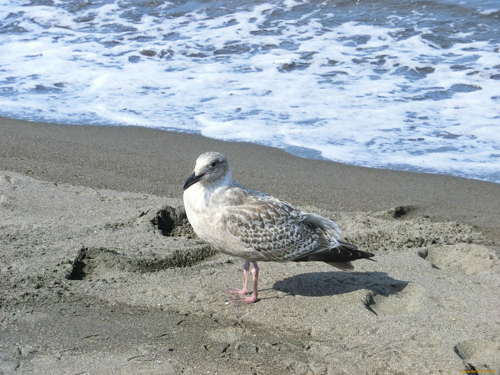 животные, Чайки, бакланы, крачки, песо, море, пена, чайка