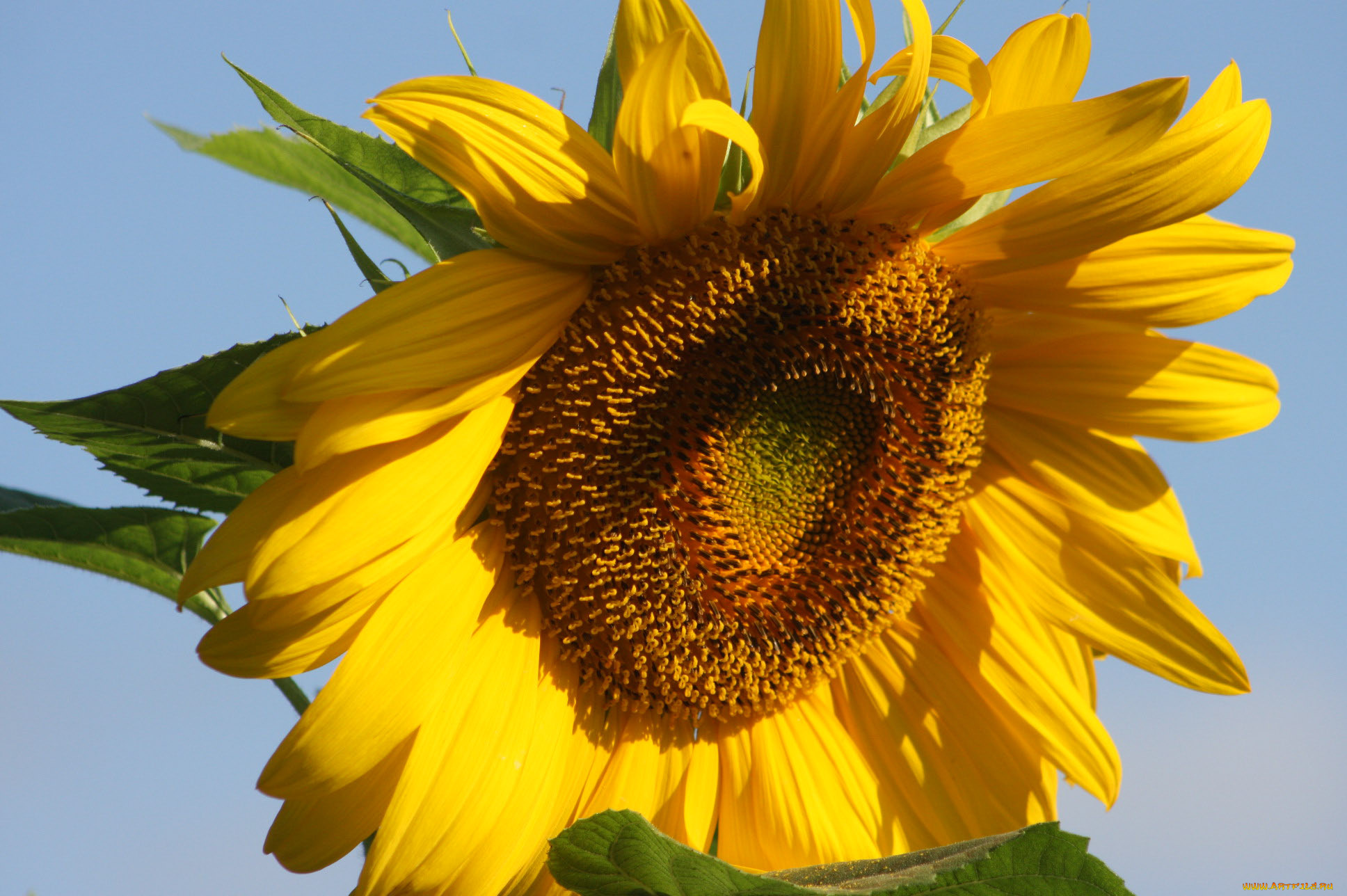 цветы, подсолнухи