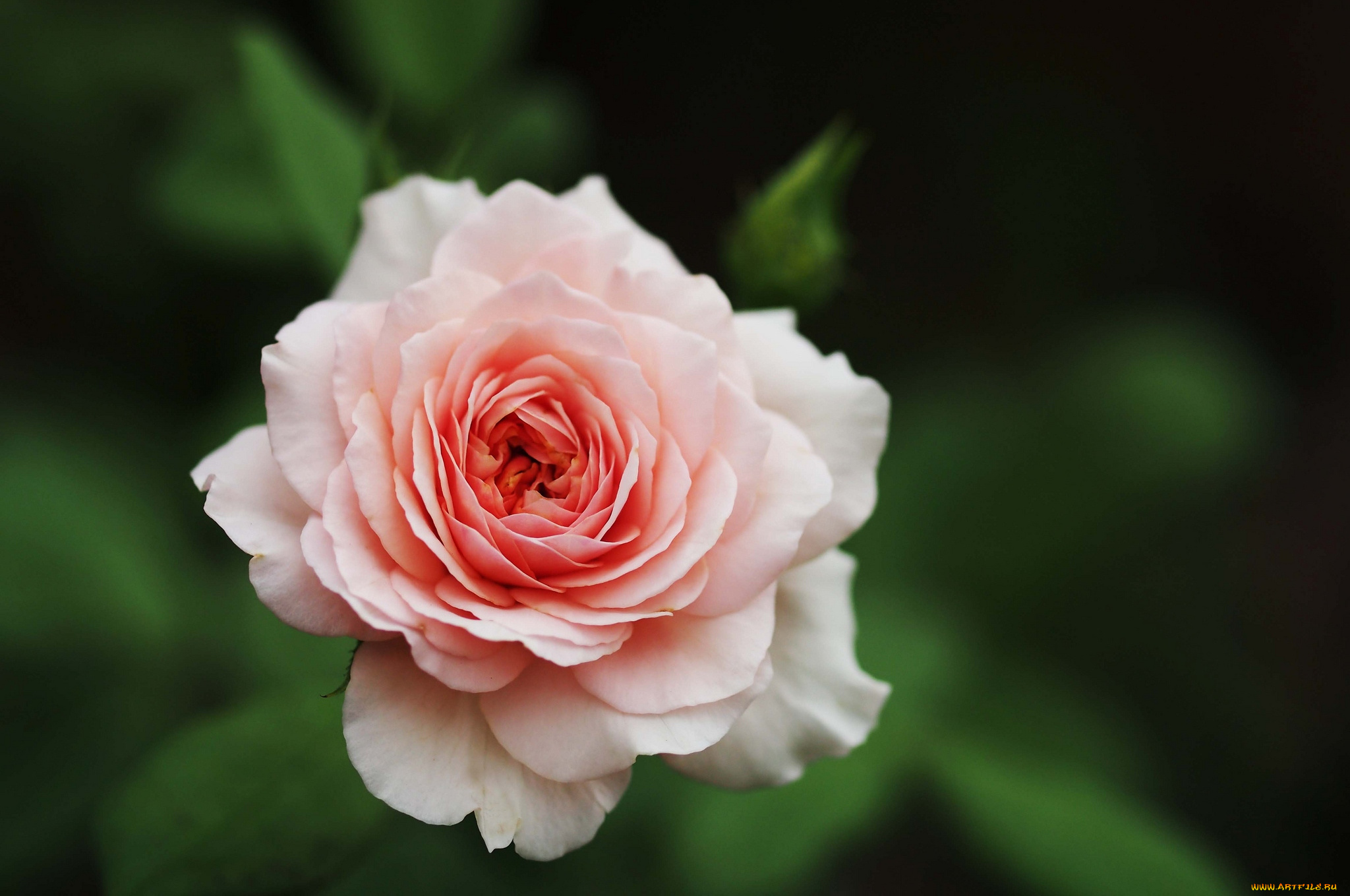 цветы, розы, розовый, лепестки