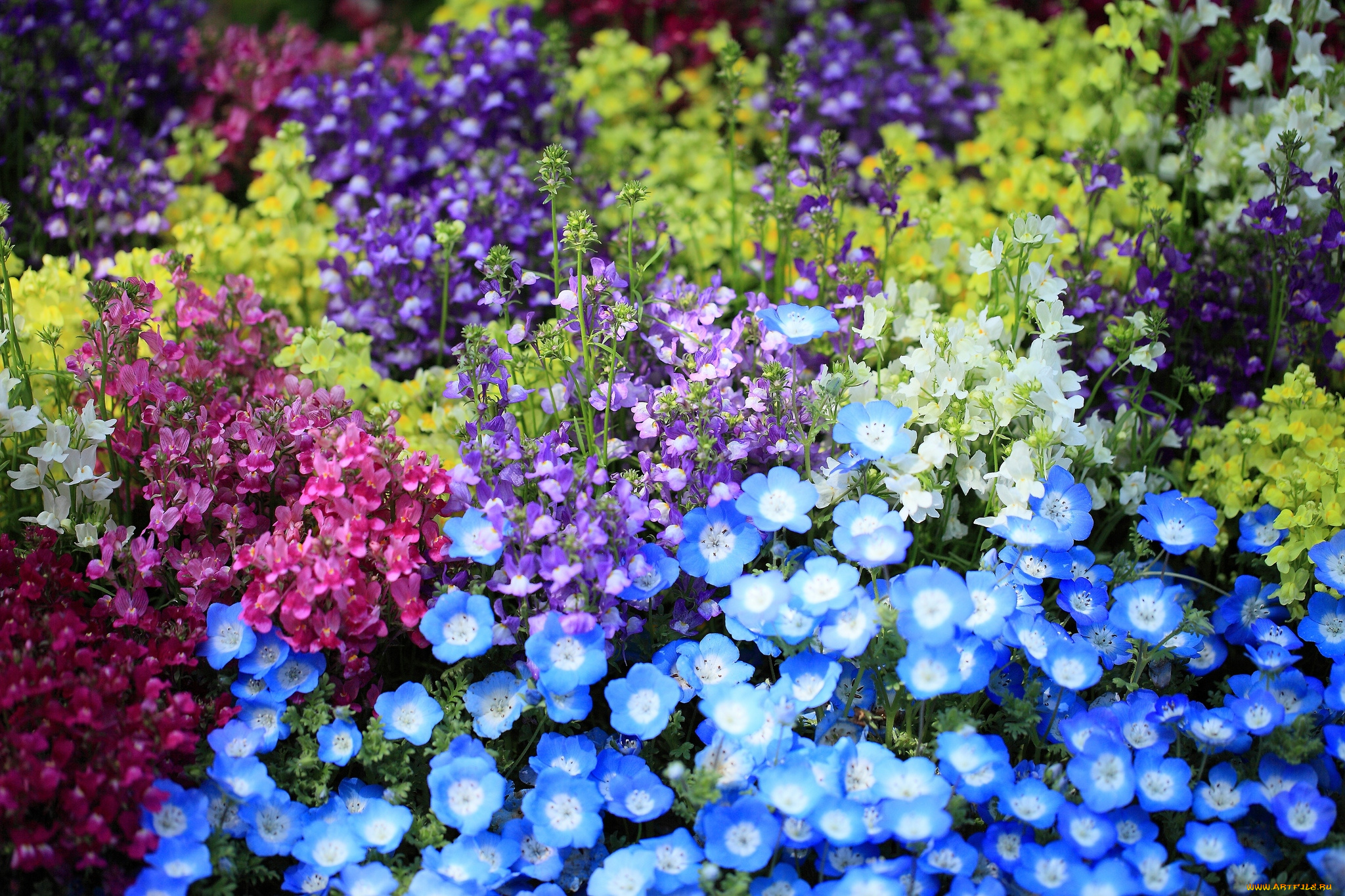 цветы, разные, вместе, львиный, зев, разноцветный, немофилы