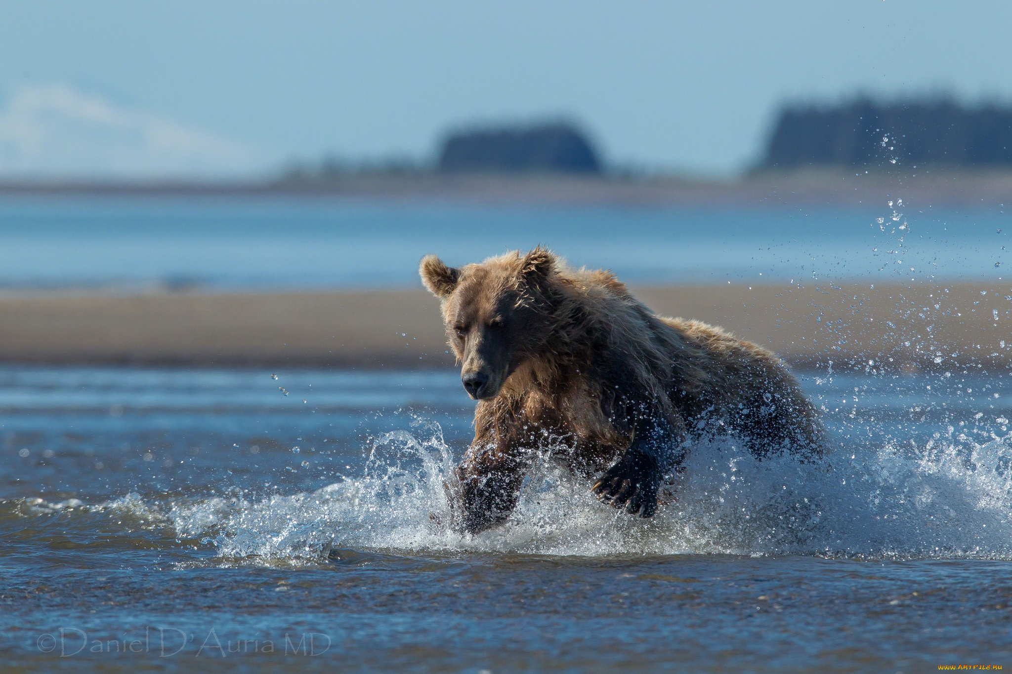 животные, медведи, врда, брызги, охота
