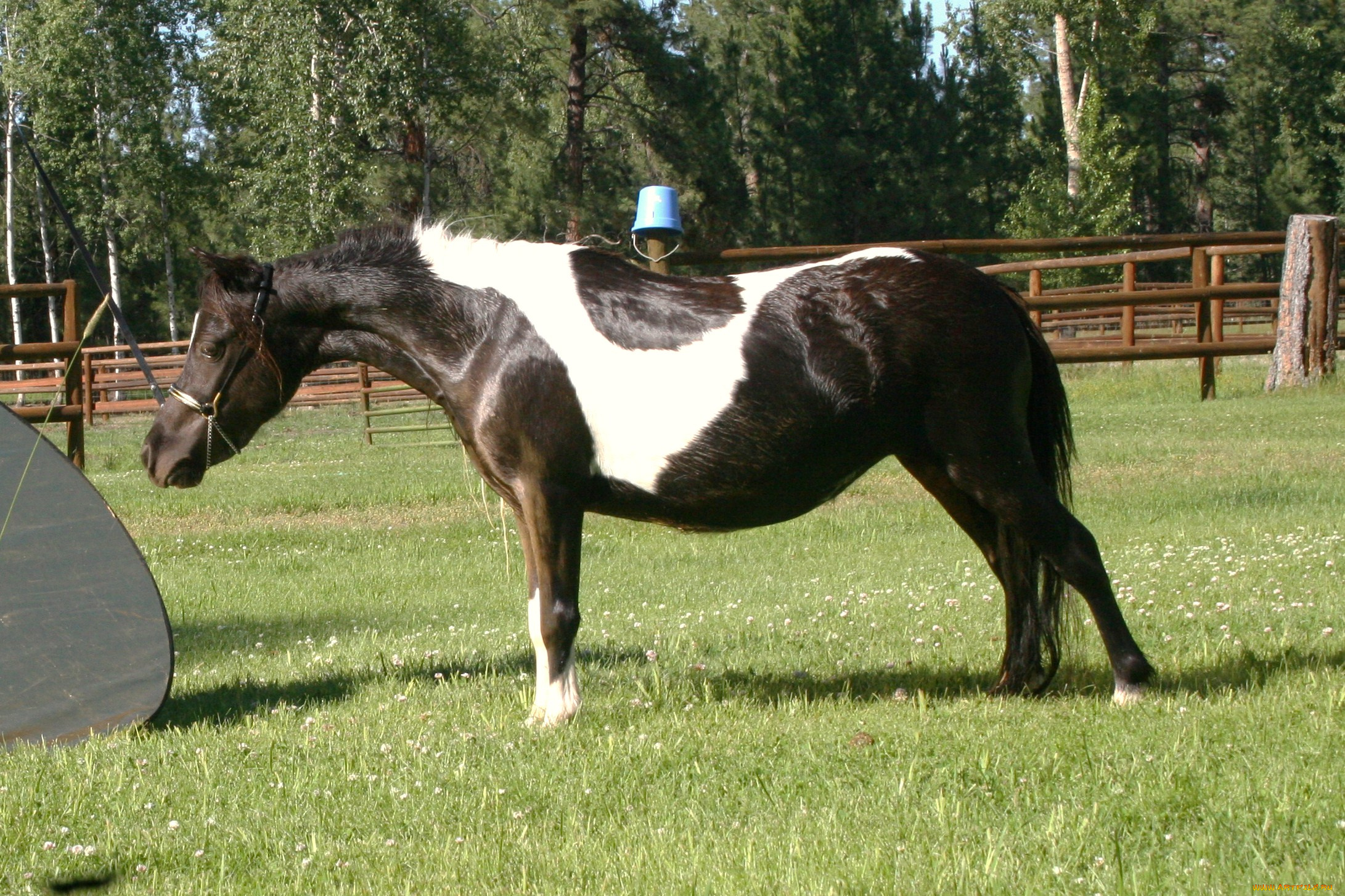 животные, лошади, лошадь