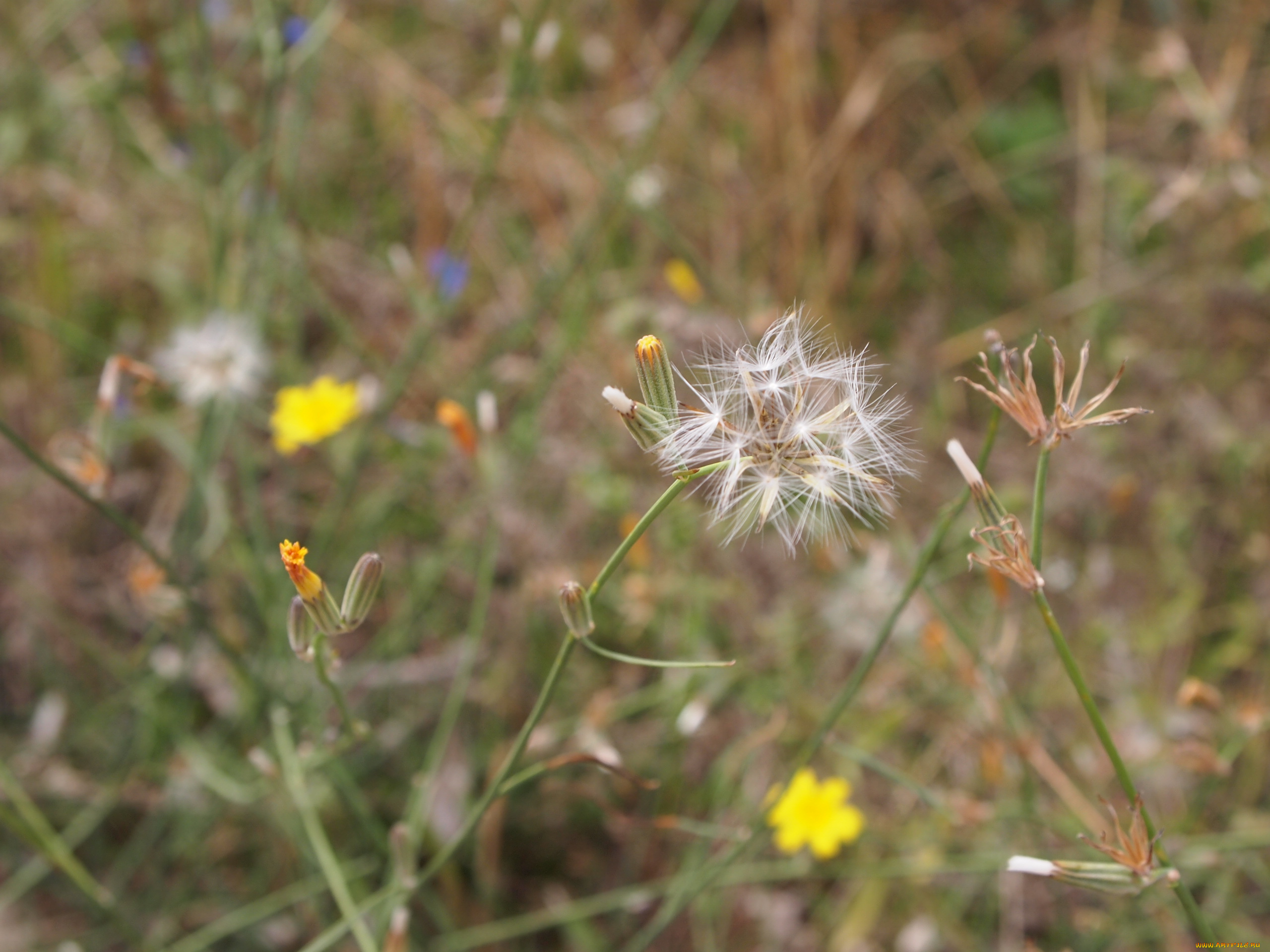 осень, цветы, луговые, полевые, поля