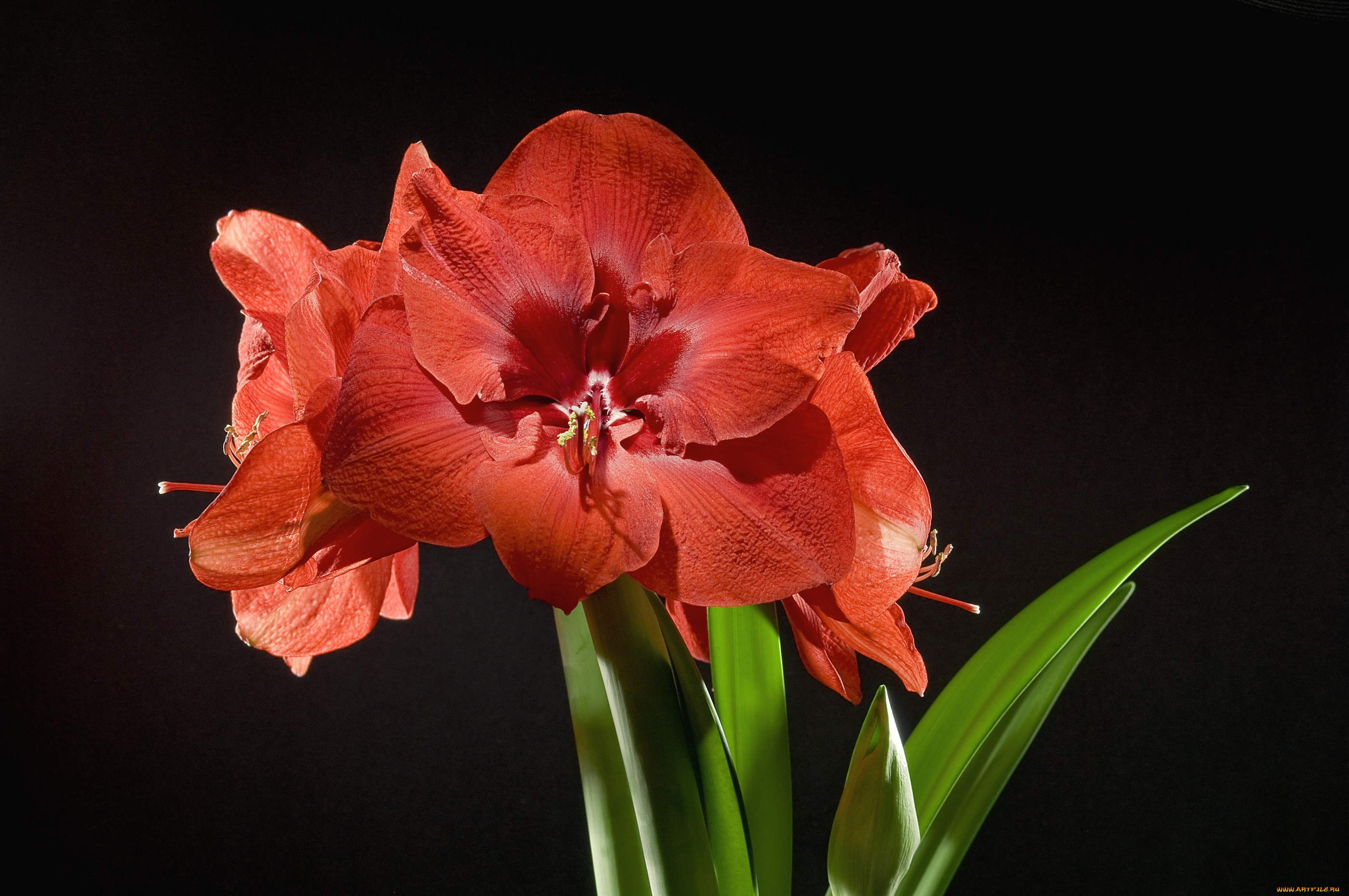 цветы, амариллисы, гиппеаструмы, красный, стебли