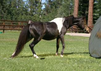 Картинка животные лошади лошадь