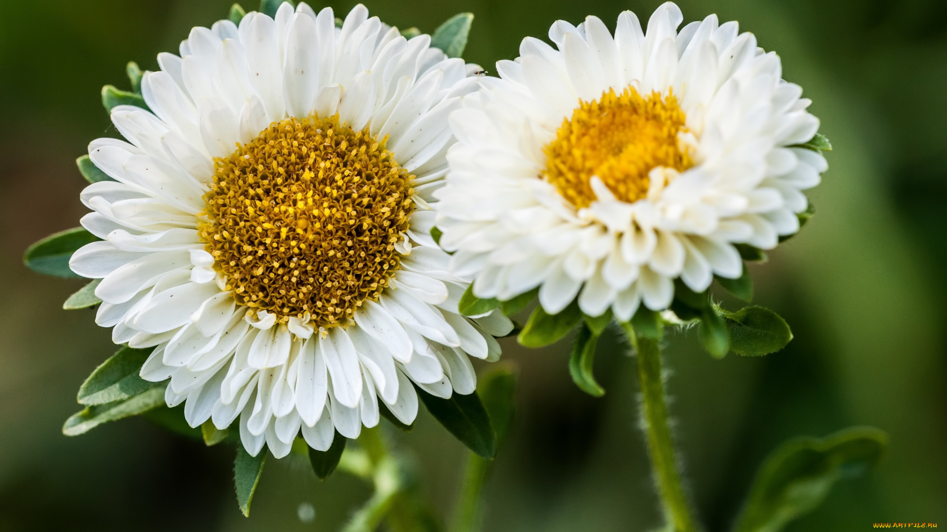 цветы, астры, белый