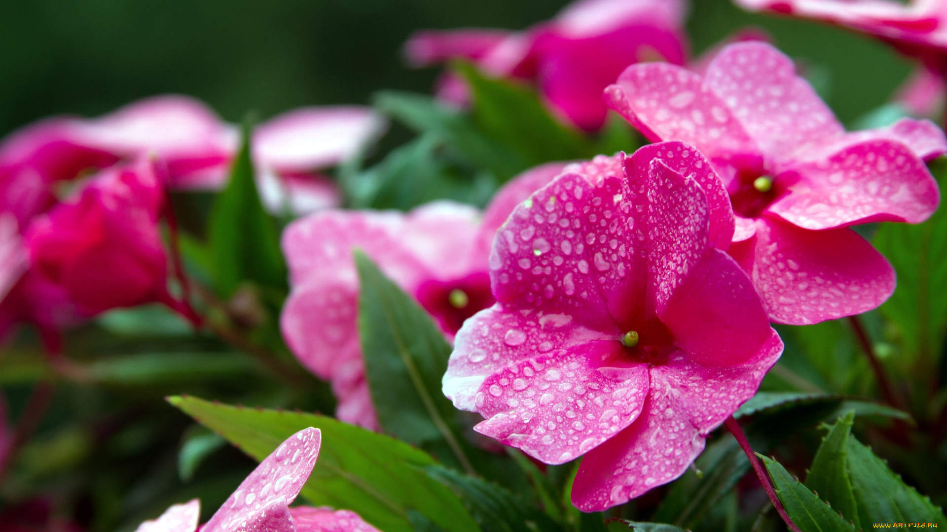цветы, бальзамины, капли, розовый